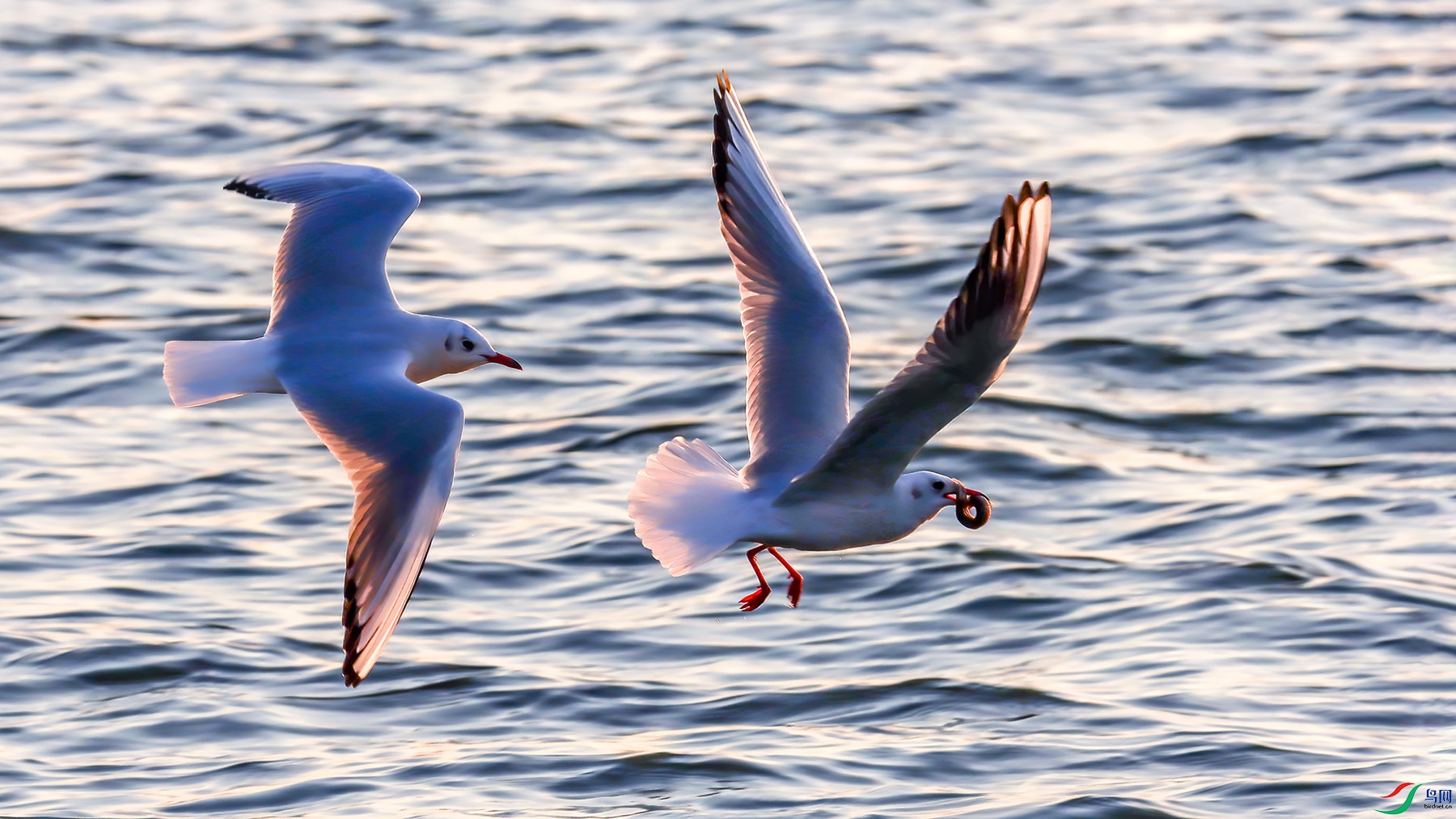 ��ʳ�ĺ���Ÿ