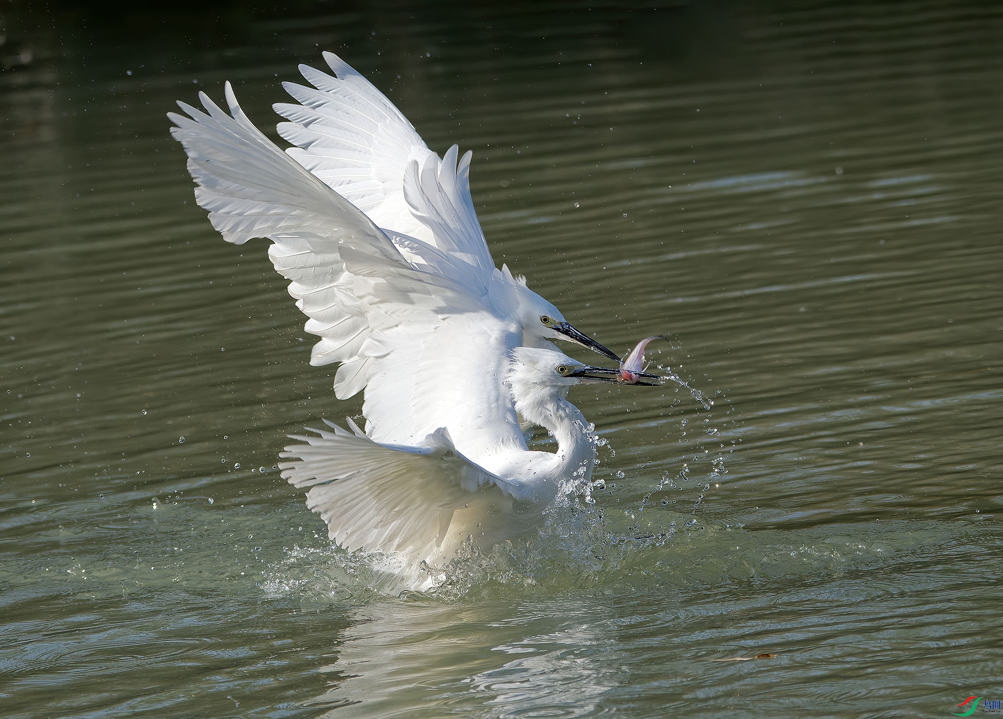 DSC_6911.jpg