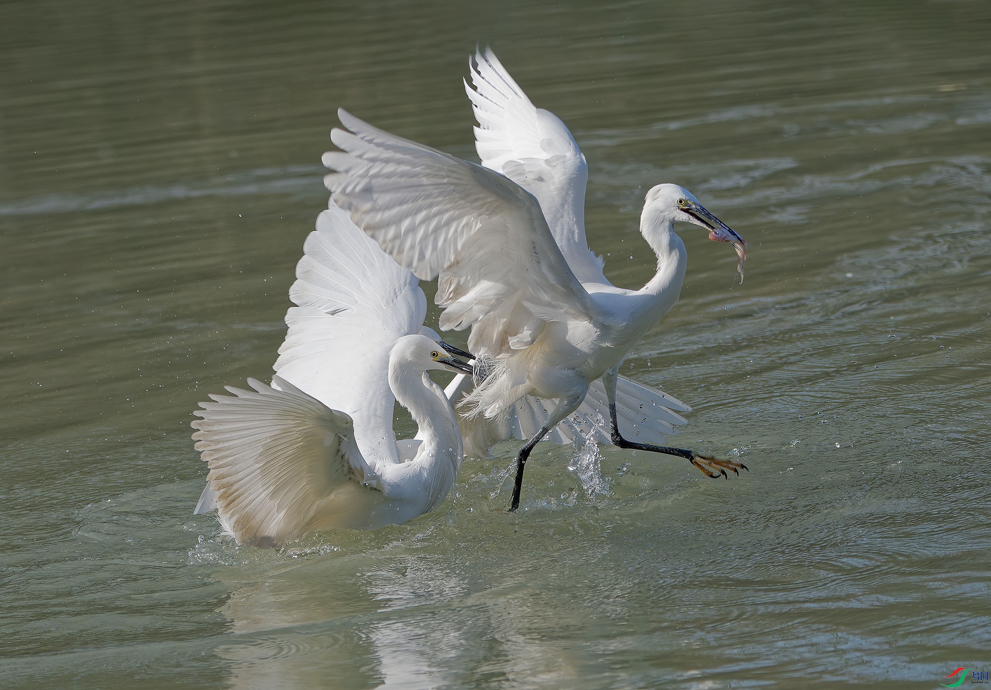 DSC_6550.jpg