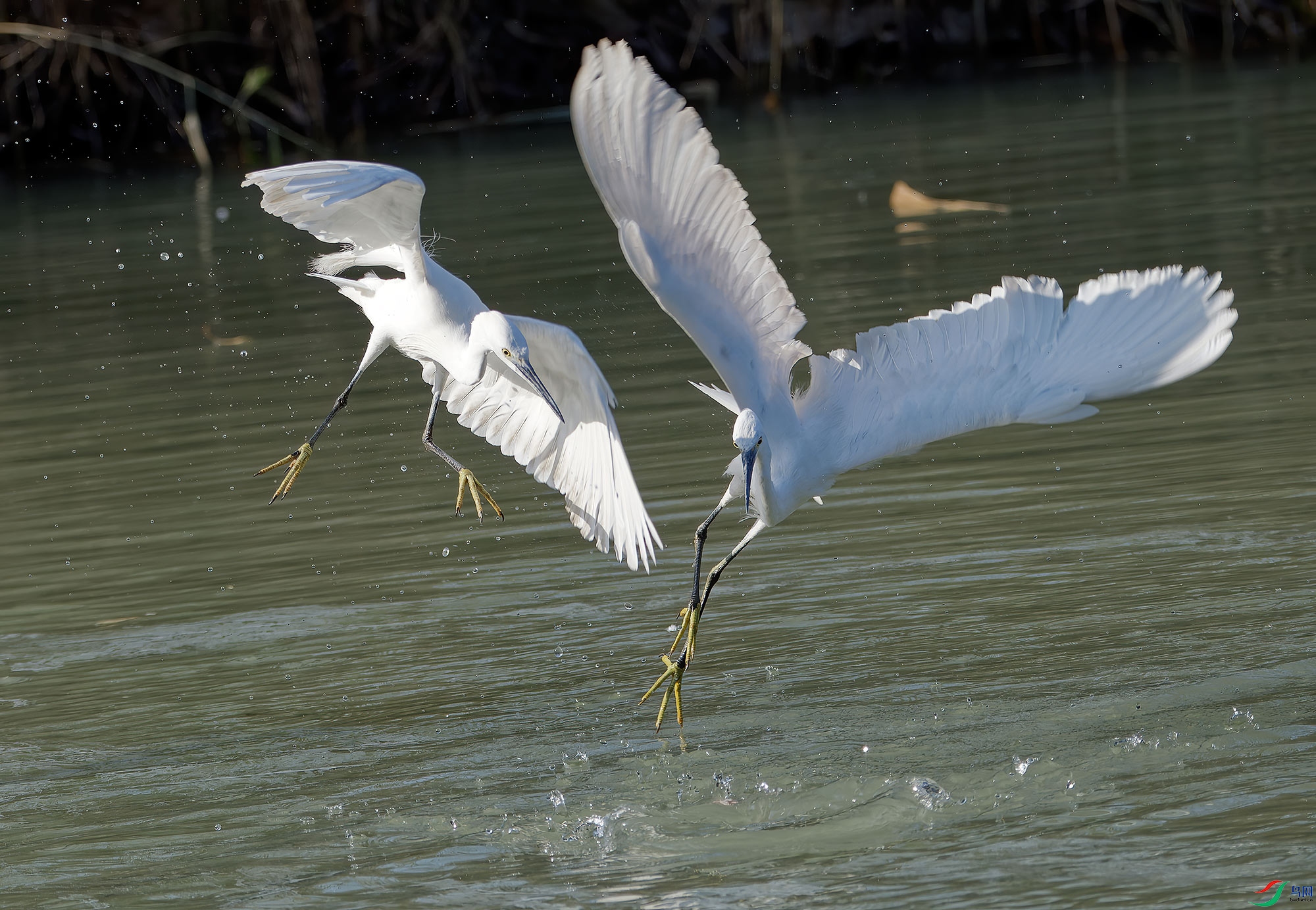 DSC_6606.jpg