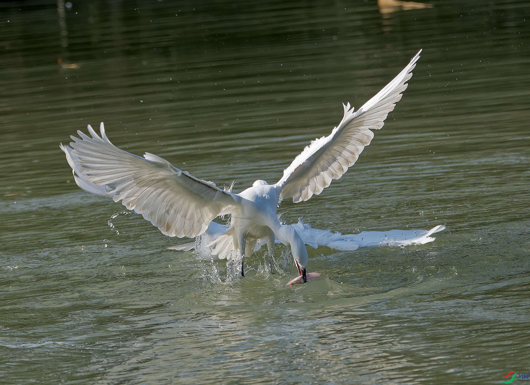 DSC_6608.jpg