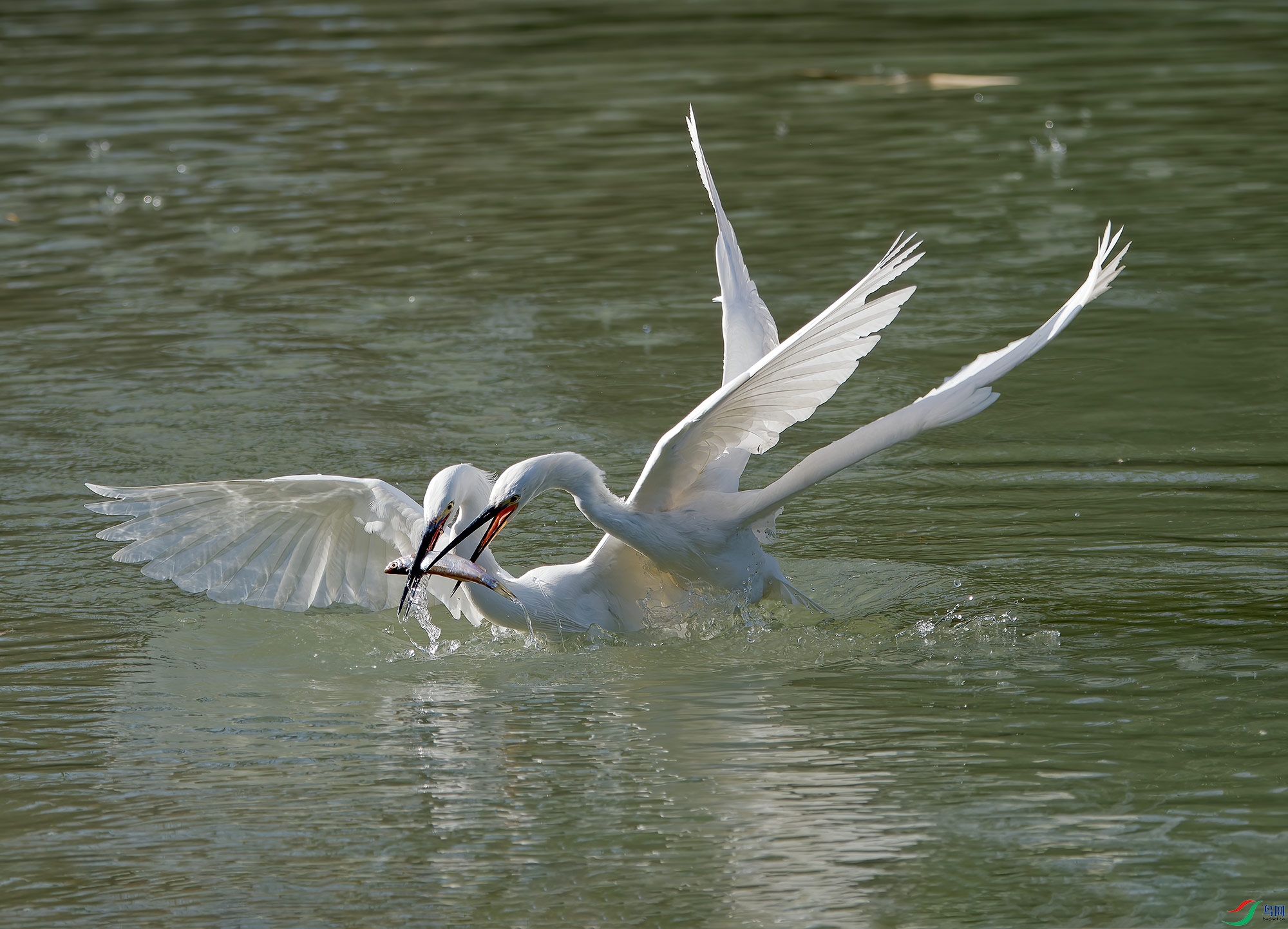 DSC_7169.jpg