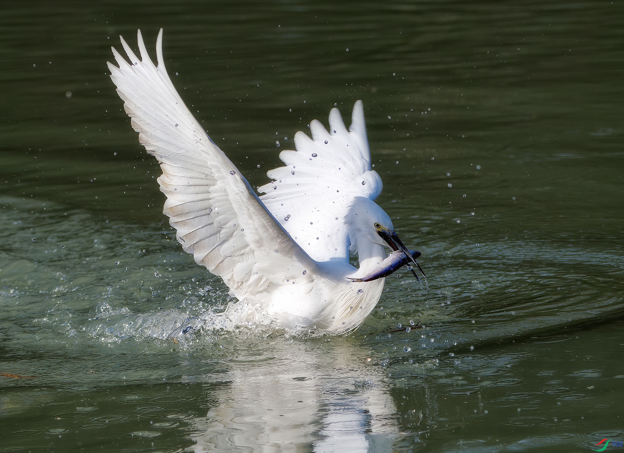 DSC_7248a.jpg