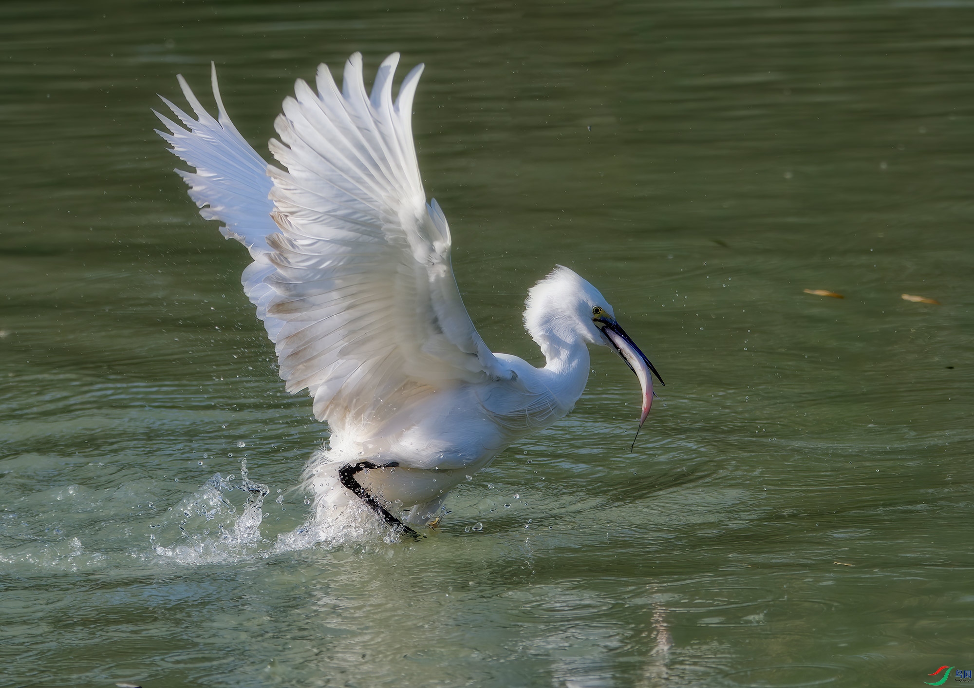 DSC_7251a.jpg