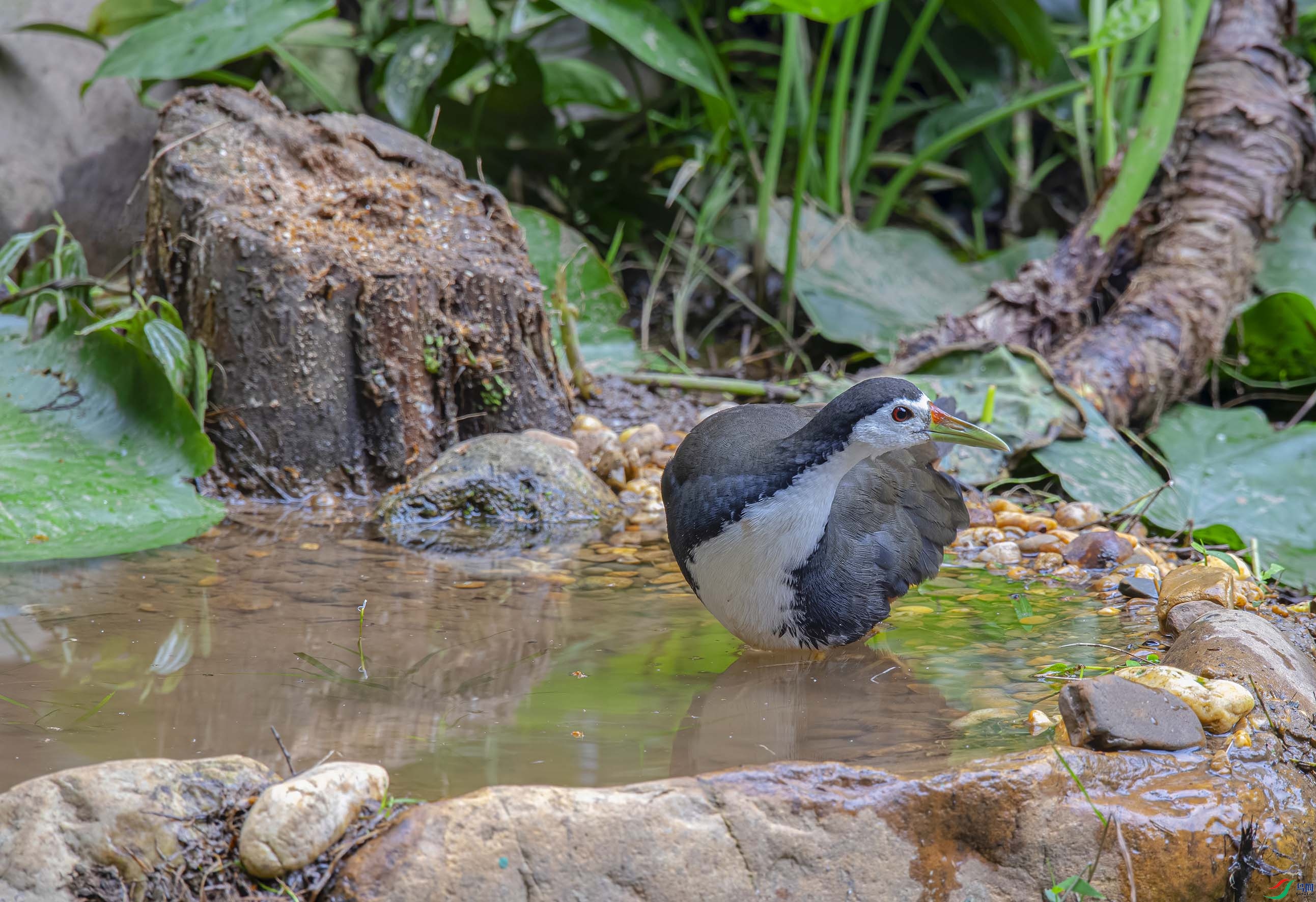 白胸苦惡鳥