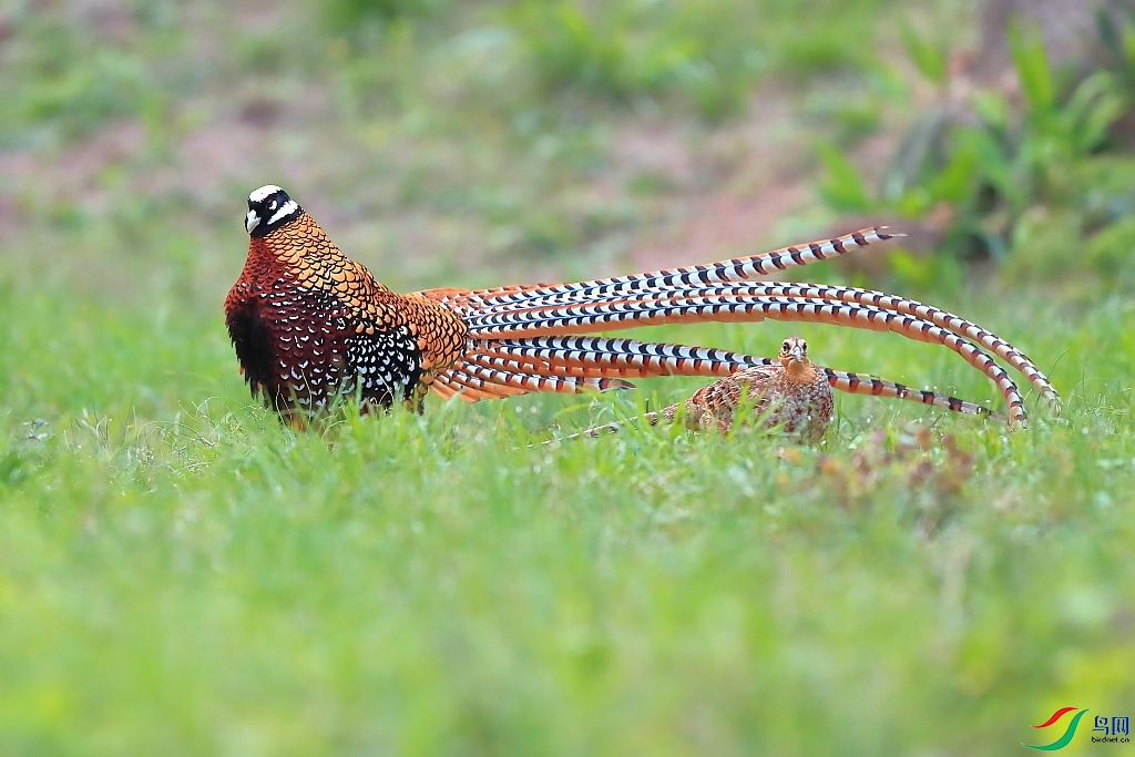 [林鳥] 白冠長尾雉---愛的追求