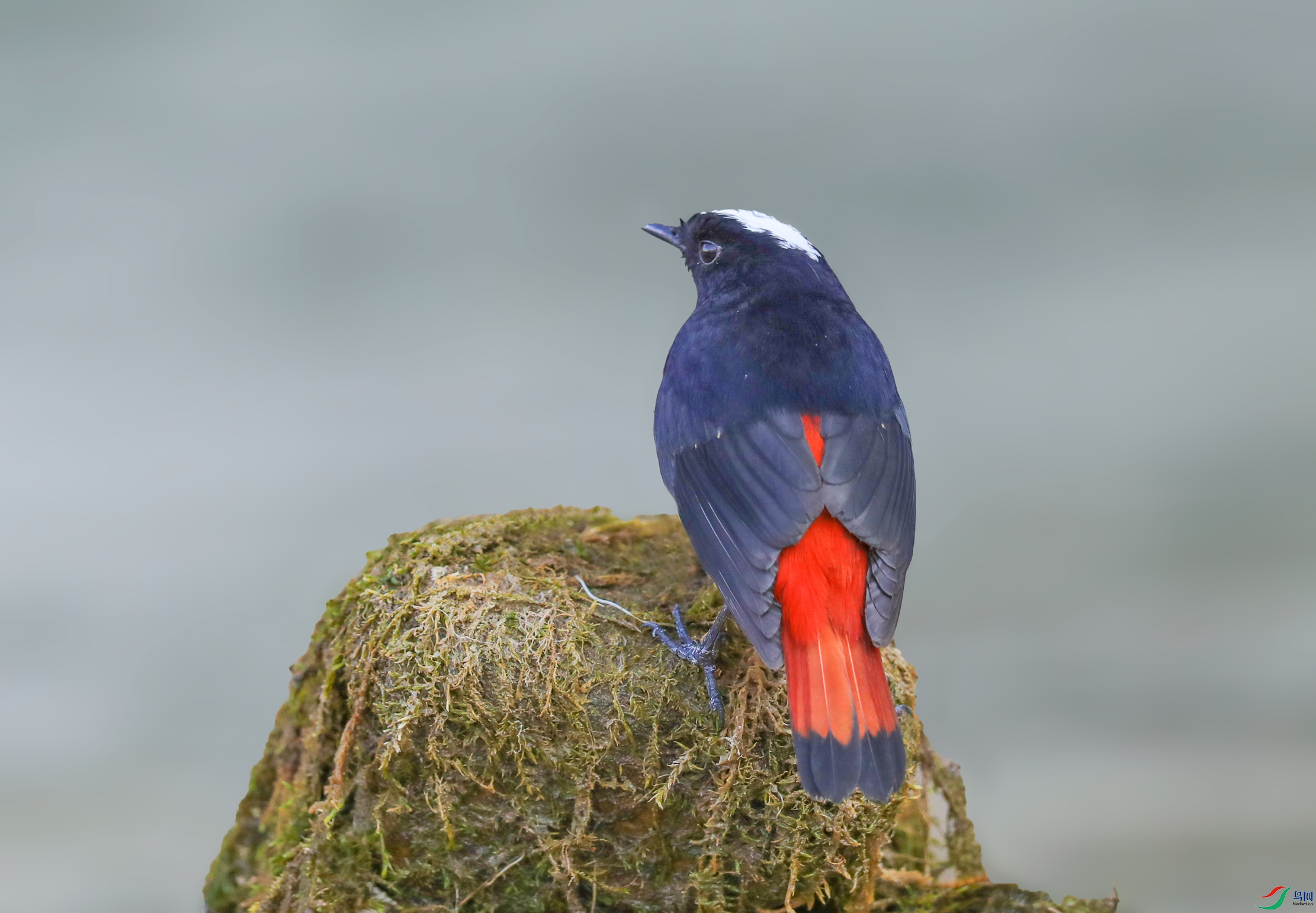 白顶溪鸲