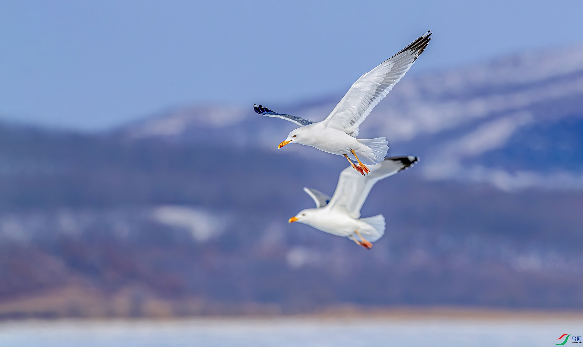 [水鸟] 山霭苍苍覆晨 -- 海鸥双双展羽翼
