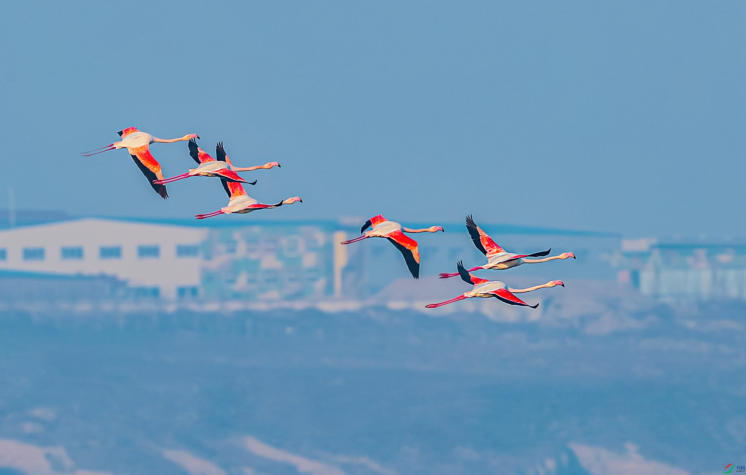 火烈鸟低空飞行.