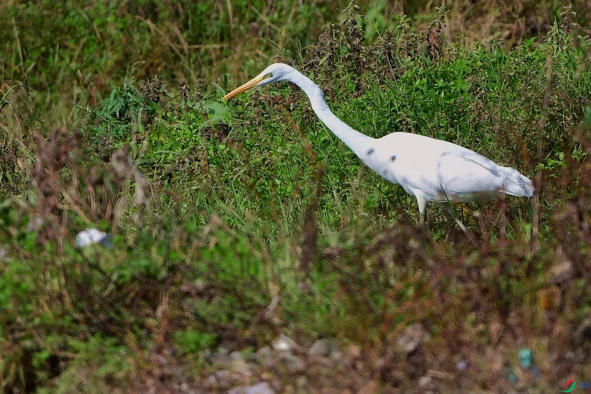 DSC_6201_����.jpg