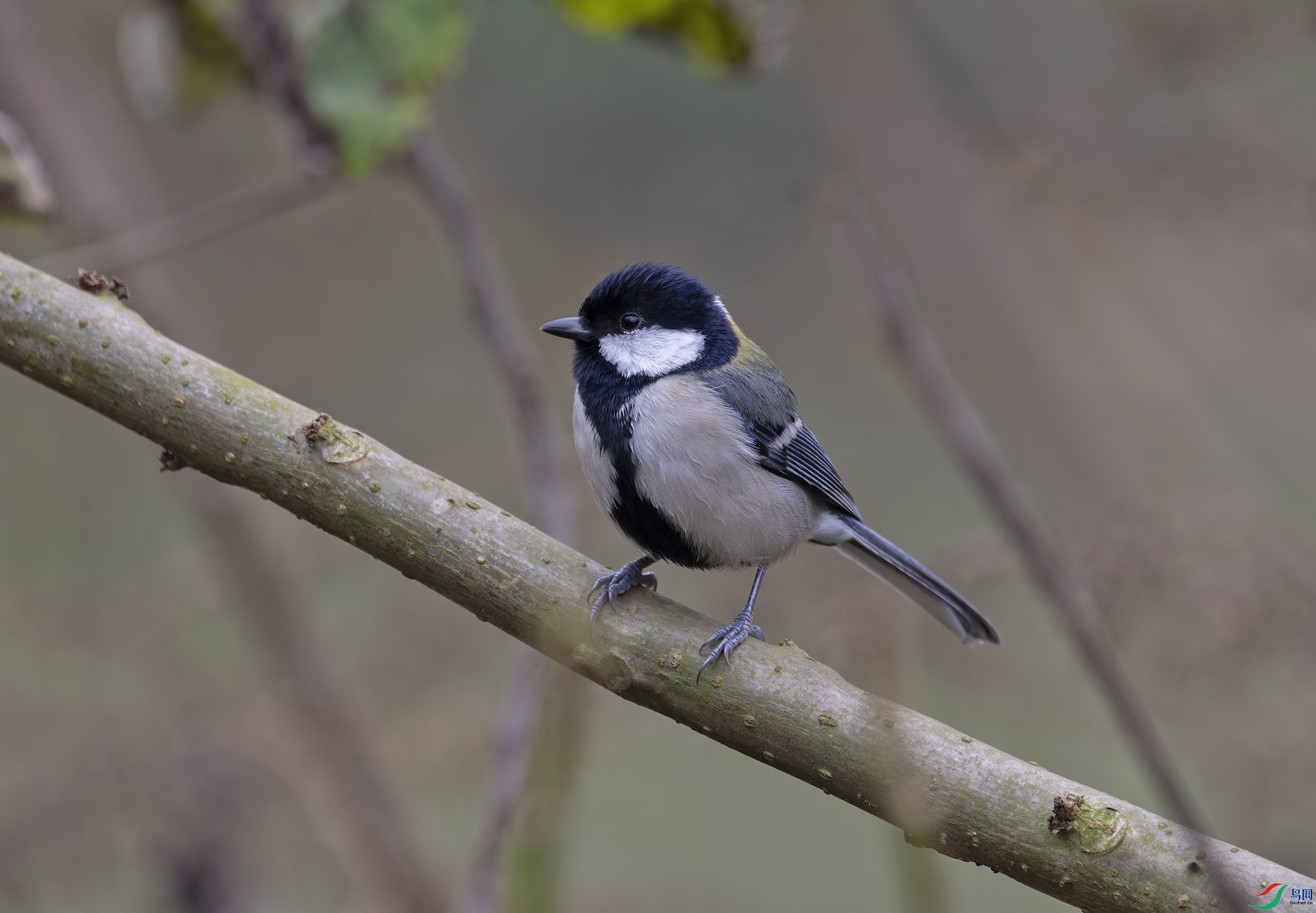 DSC_0780.jpg
