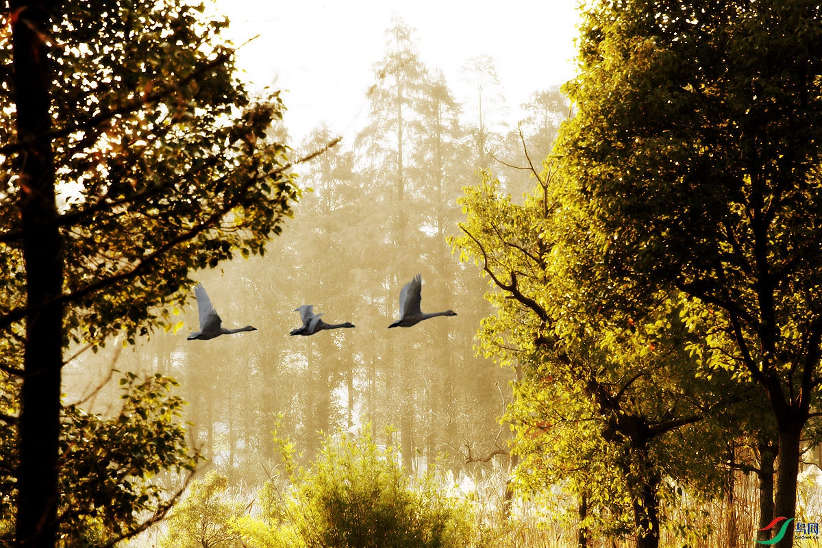 ͯ������