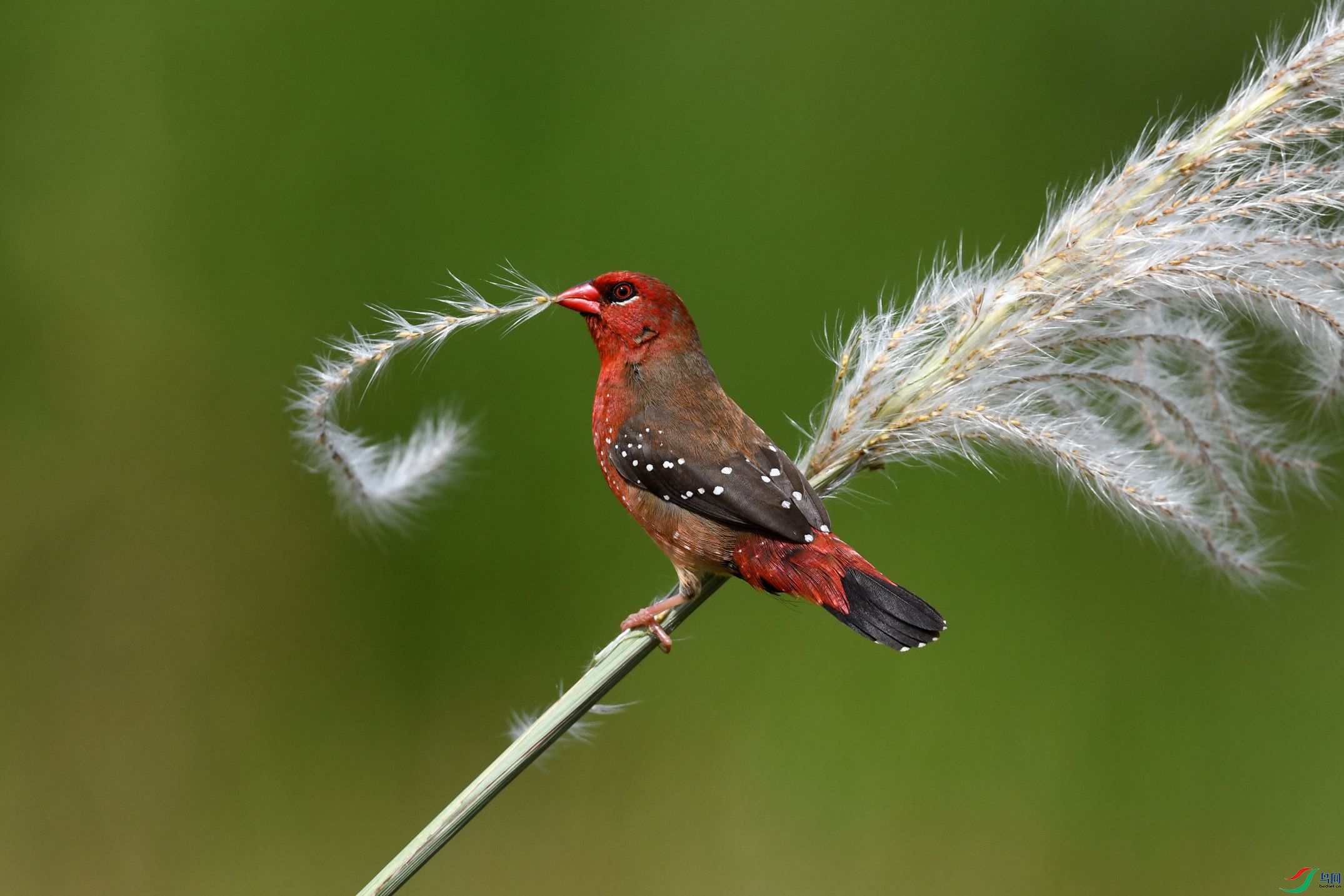 红梅花雀(祝贺荣获首页鸟类精华)