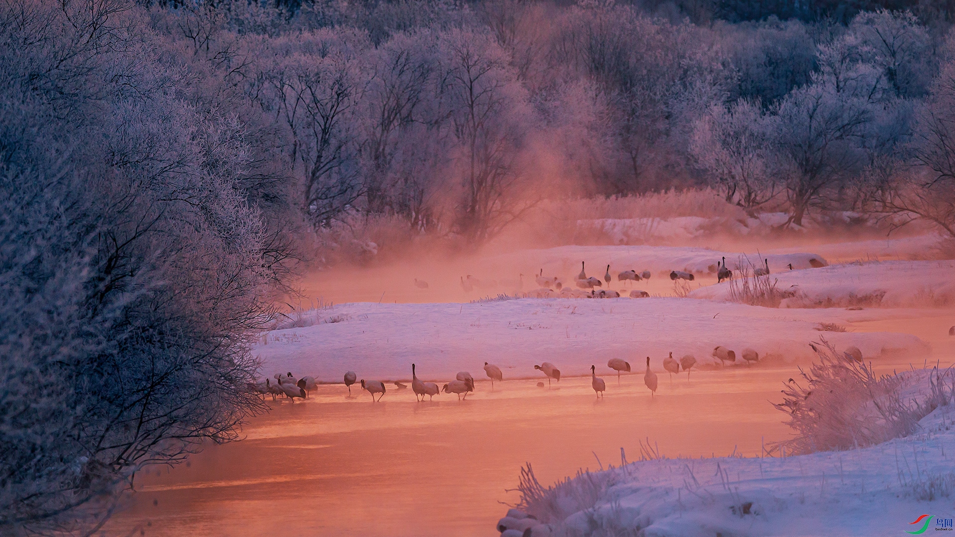 _C0R9975-1.jpg