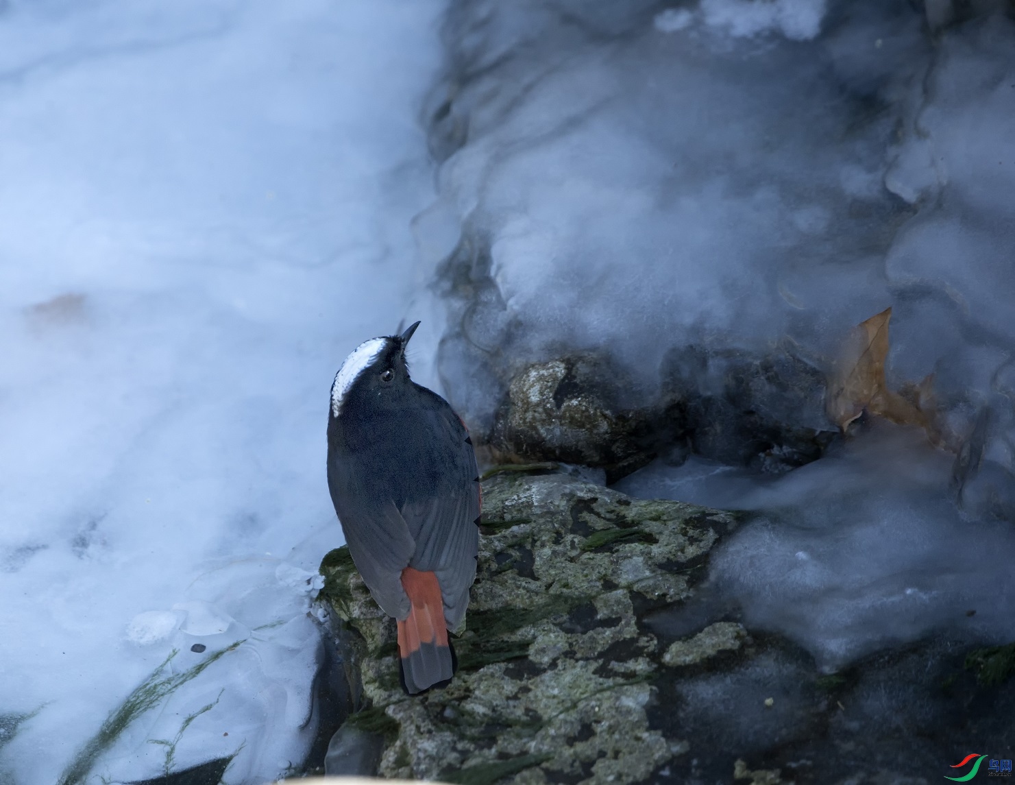 _68P7447.jpg