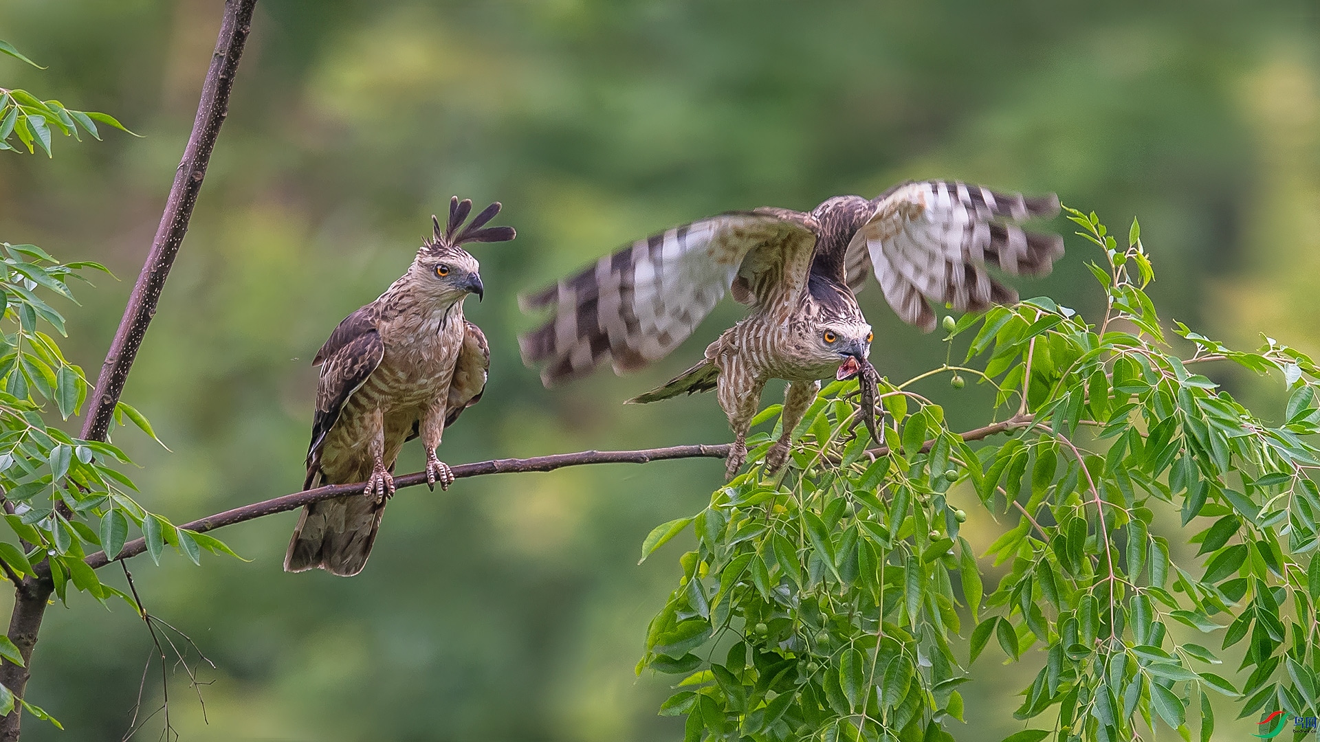 DSC_0069.jpg