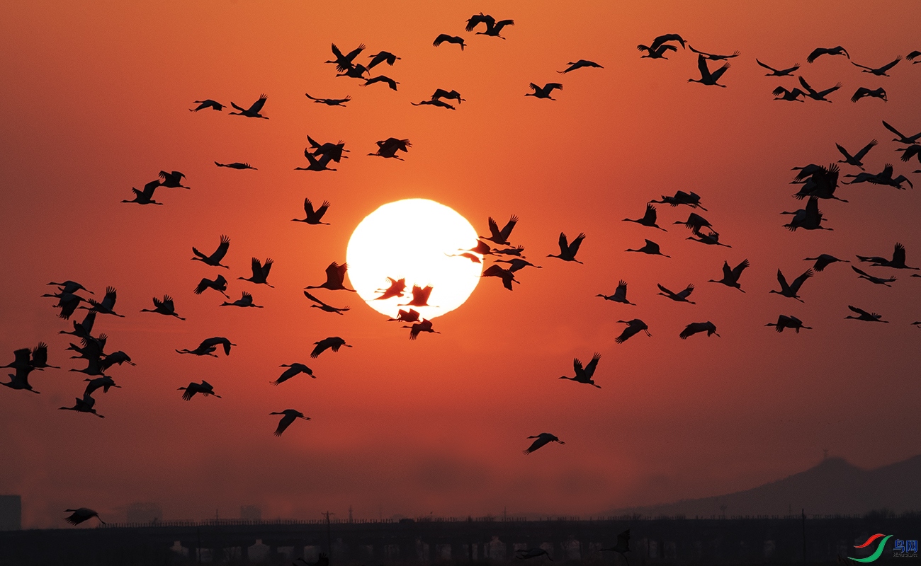 夕阳迎归鸟