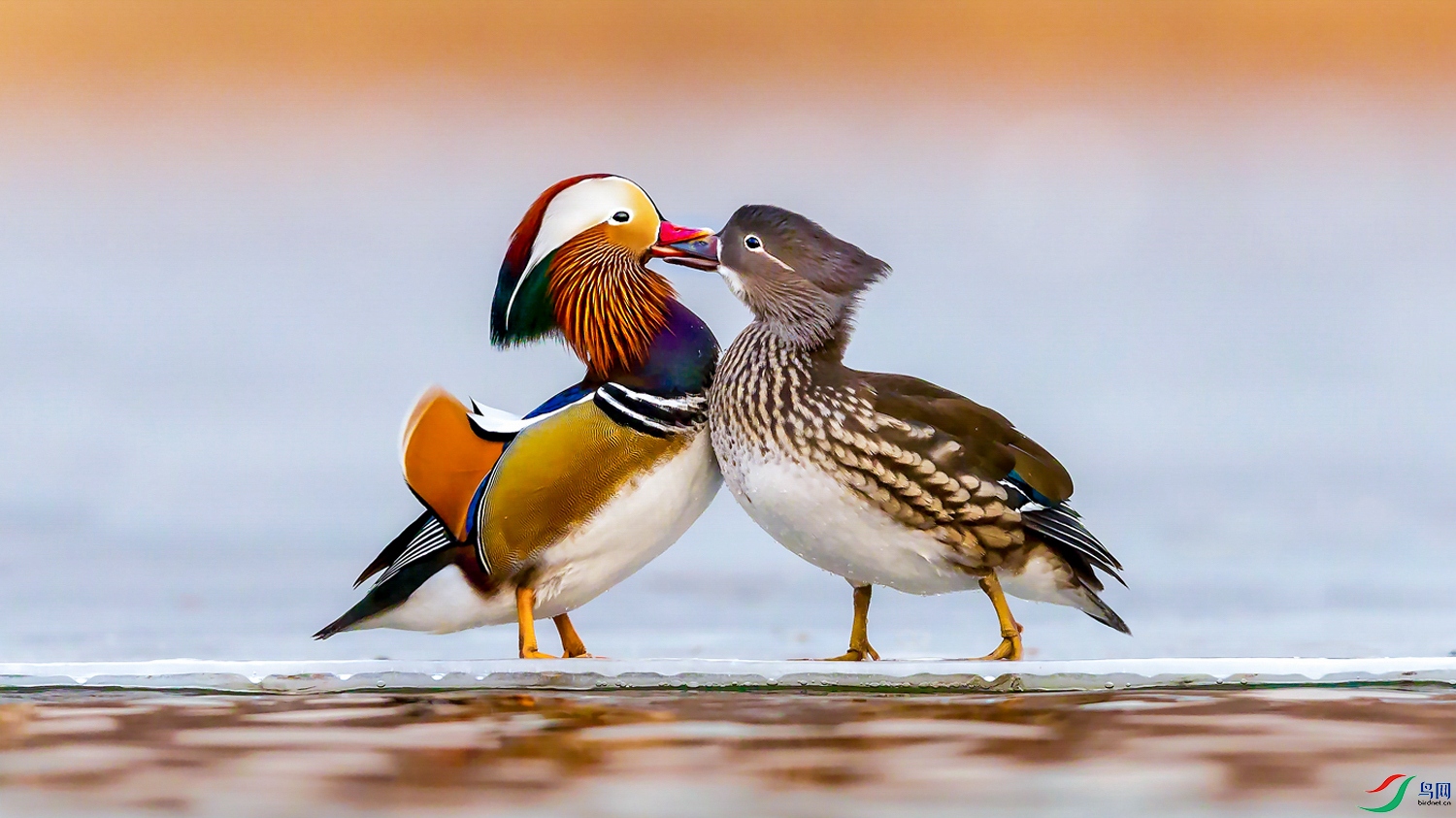 [水鸟] 热恋--- (恭贺老师作品荣获vip佳作)