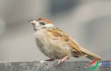 B17P1591麻雀 - 副本.jpg