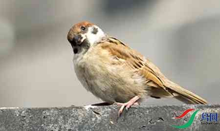 B17P1589麻雀2 - 副本.jpg