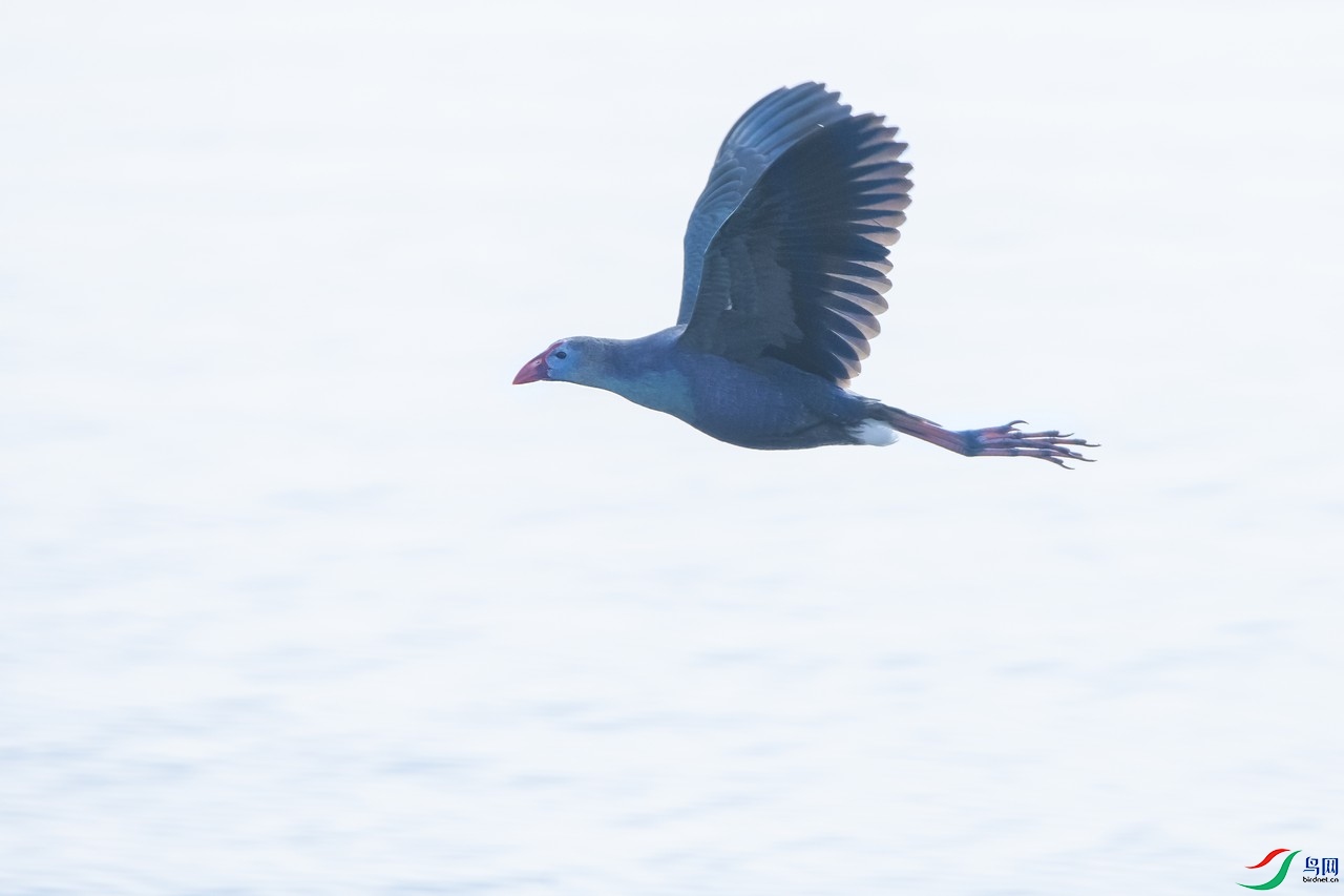 _DSC9656a.jpg