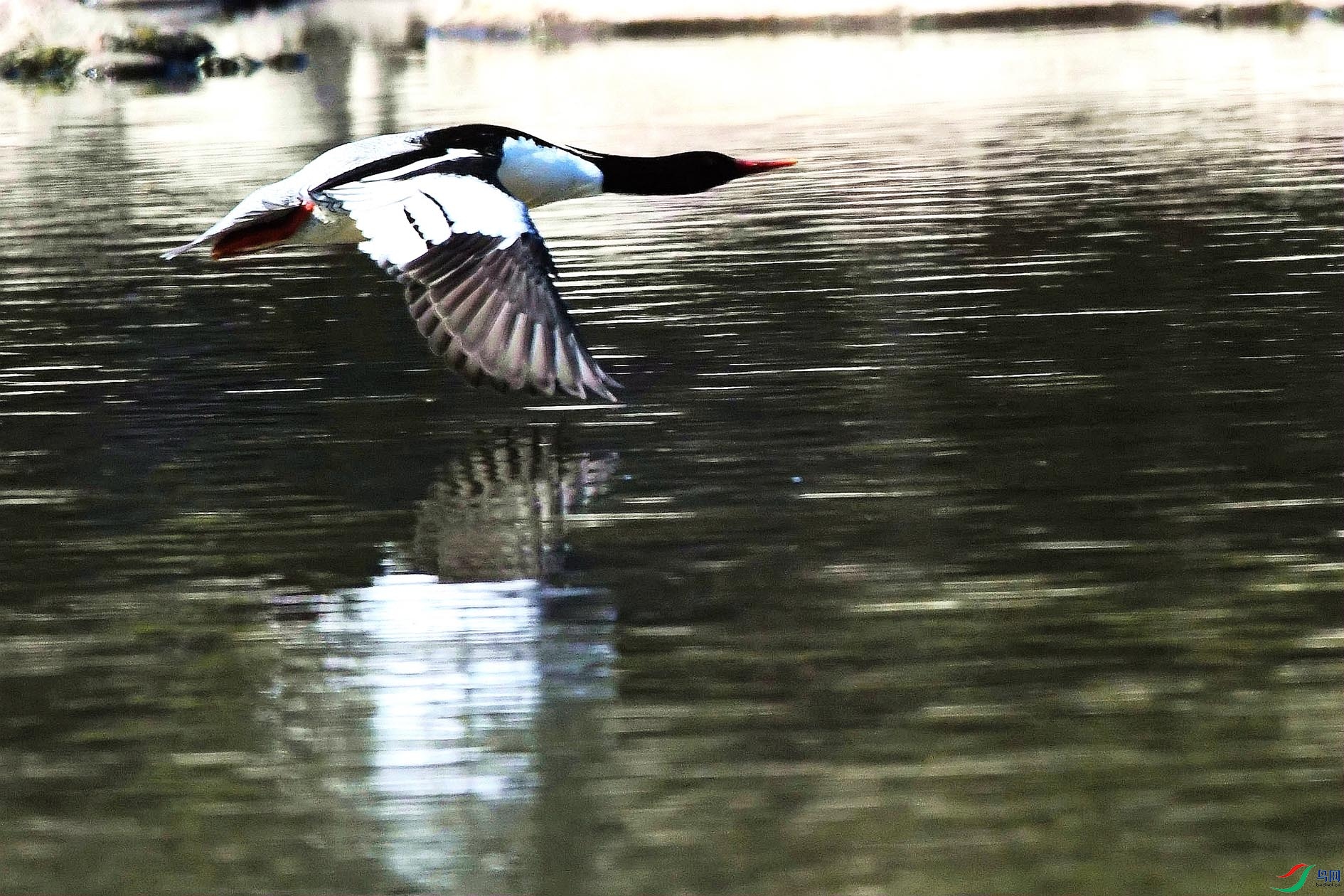 DSC_9875_����.jpg