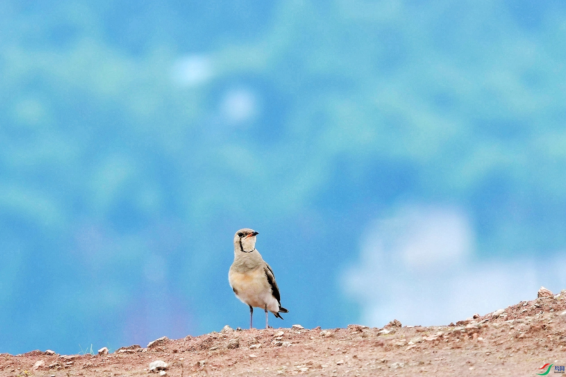 DSC_5915_����.jpg