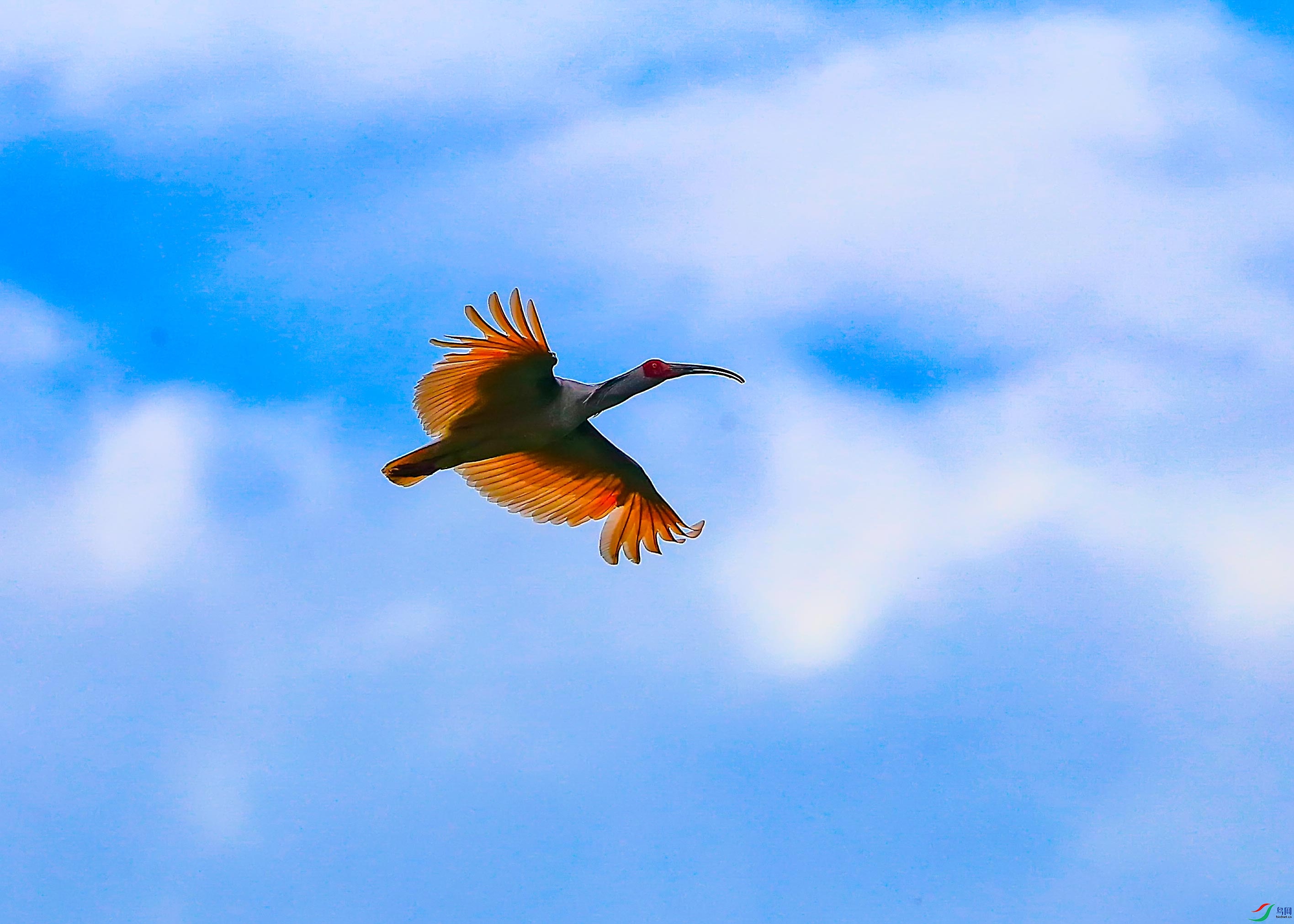 蓝天白云朱鹮飞