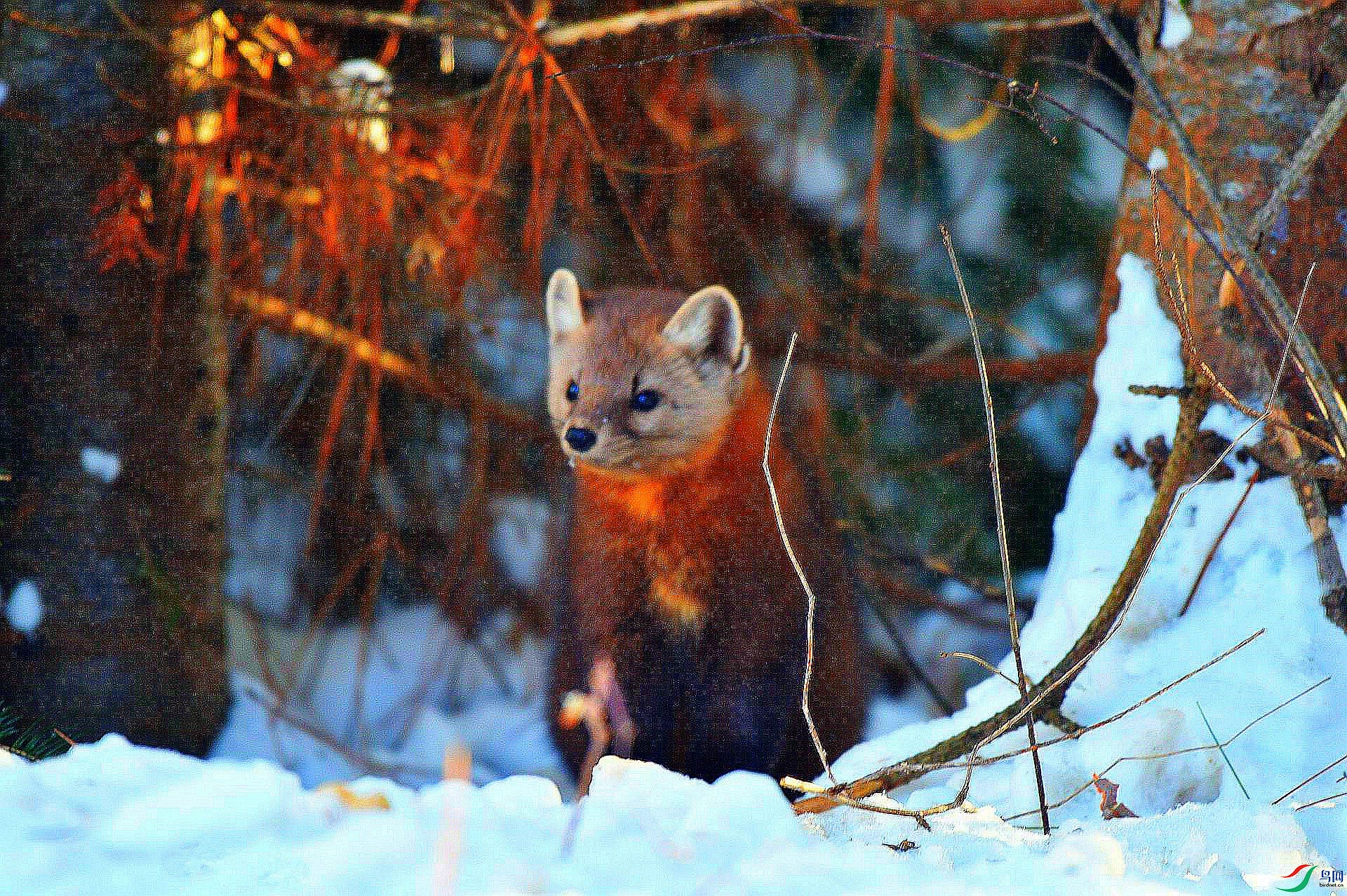 松貂贺获图文精华