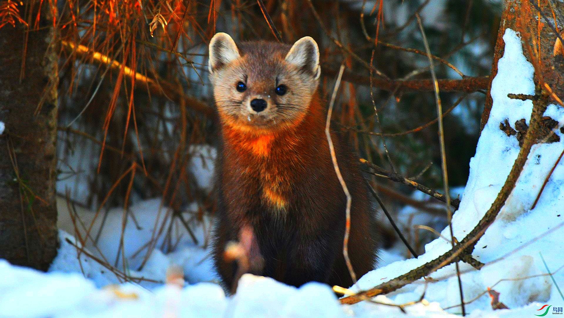 松貂贺获图文精华