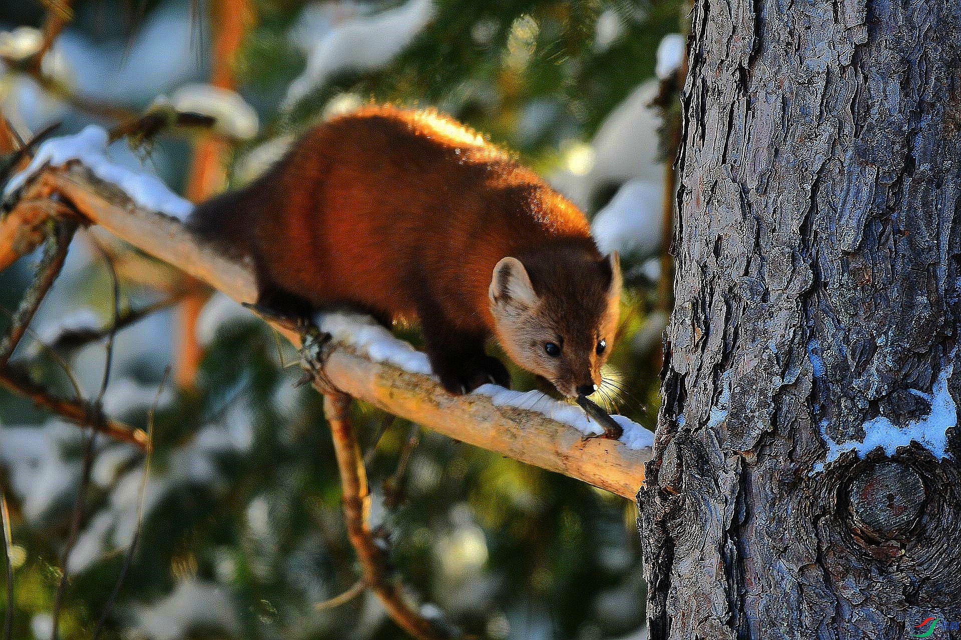 松貂贺获图文精华
