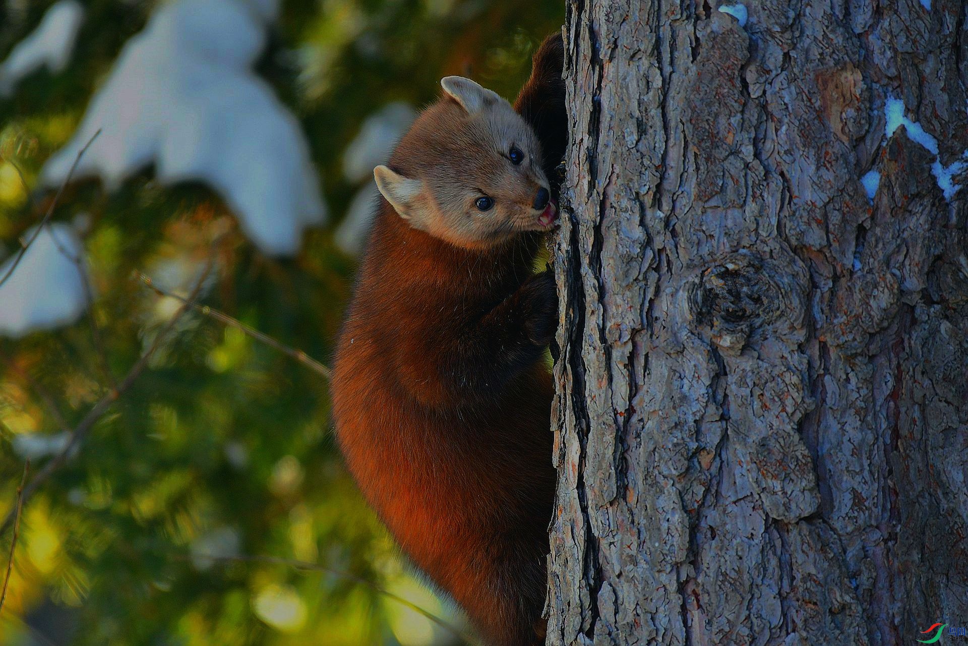 松貂贺获图文精华