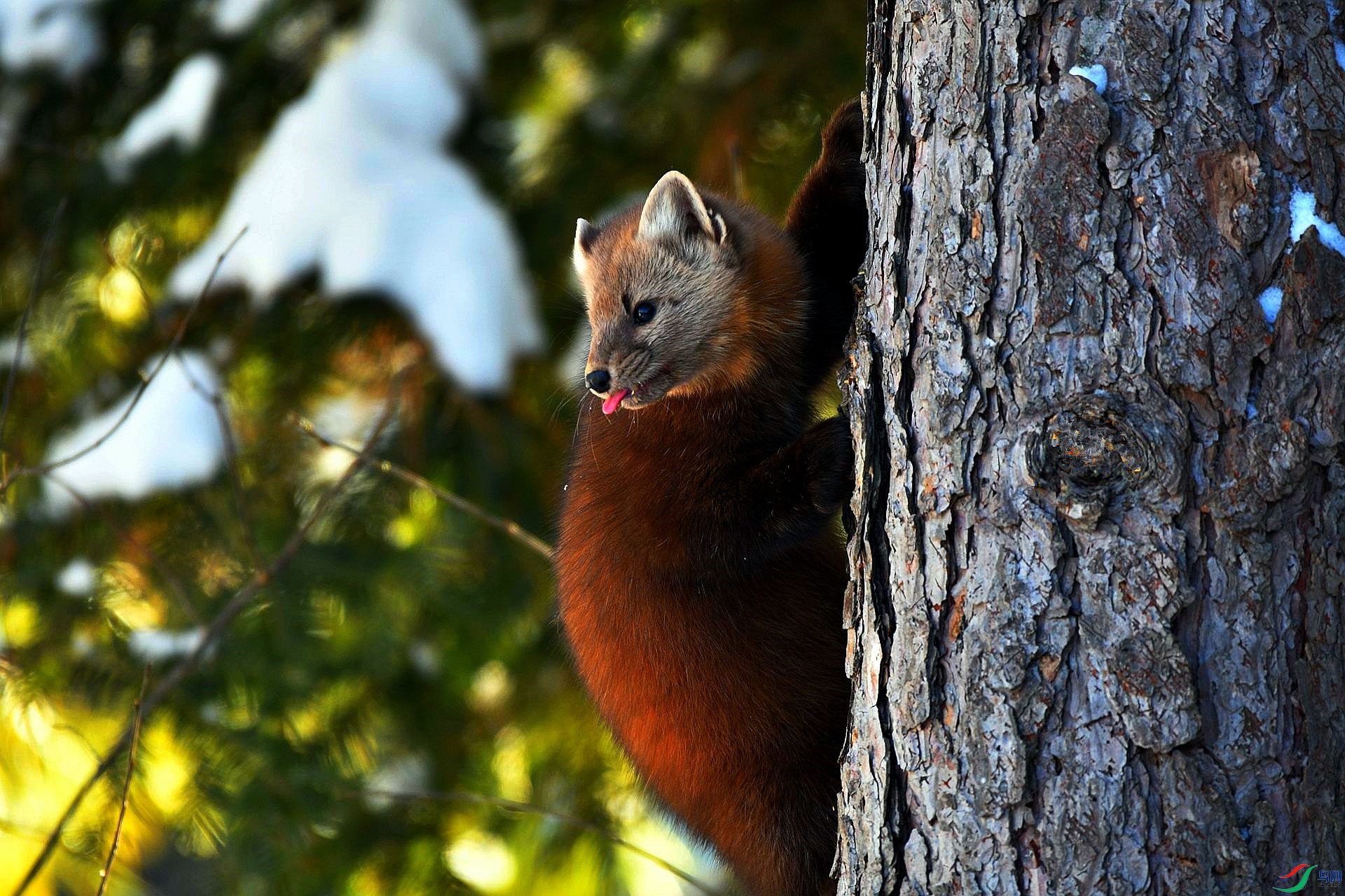 松貂贺获图文精华