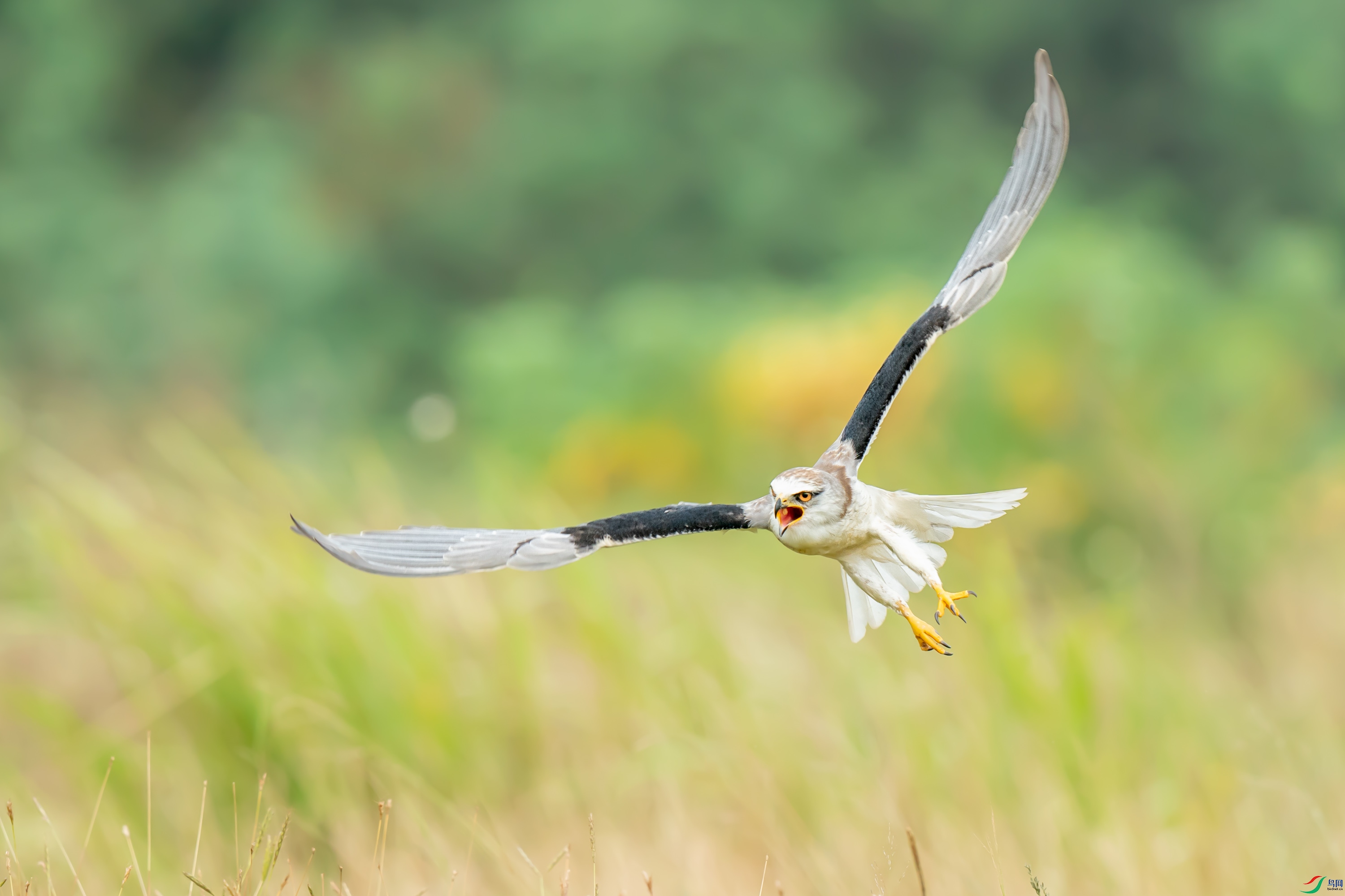 飞过草地荣获首页精华