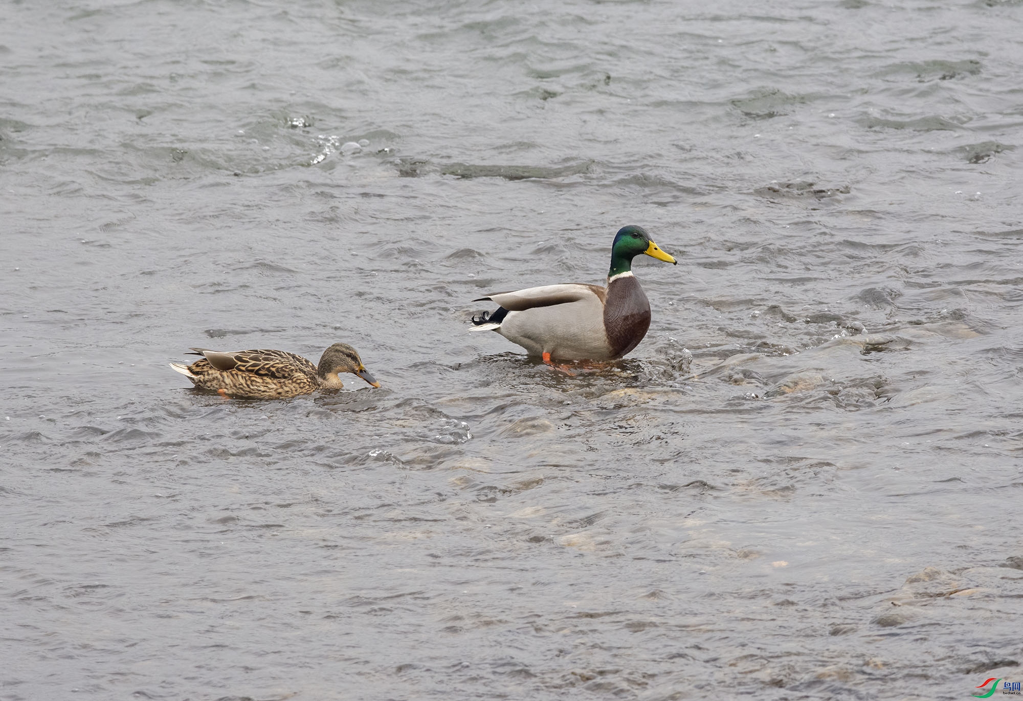 DSC_1503.jpg