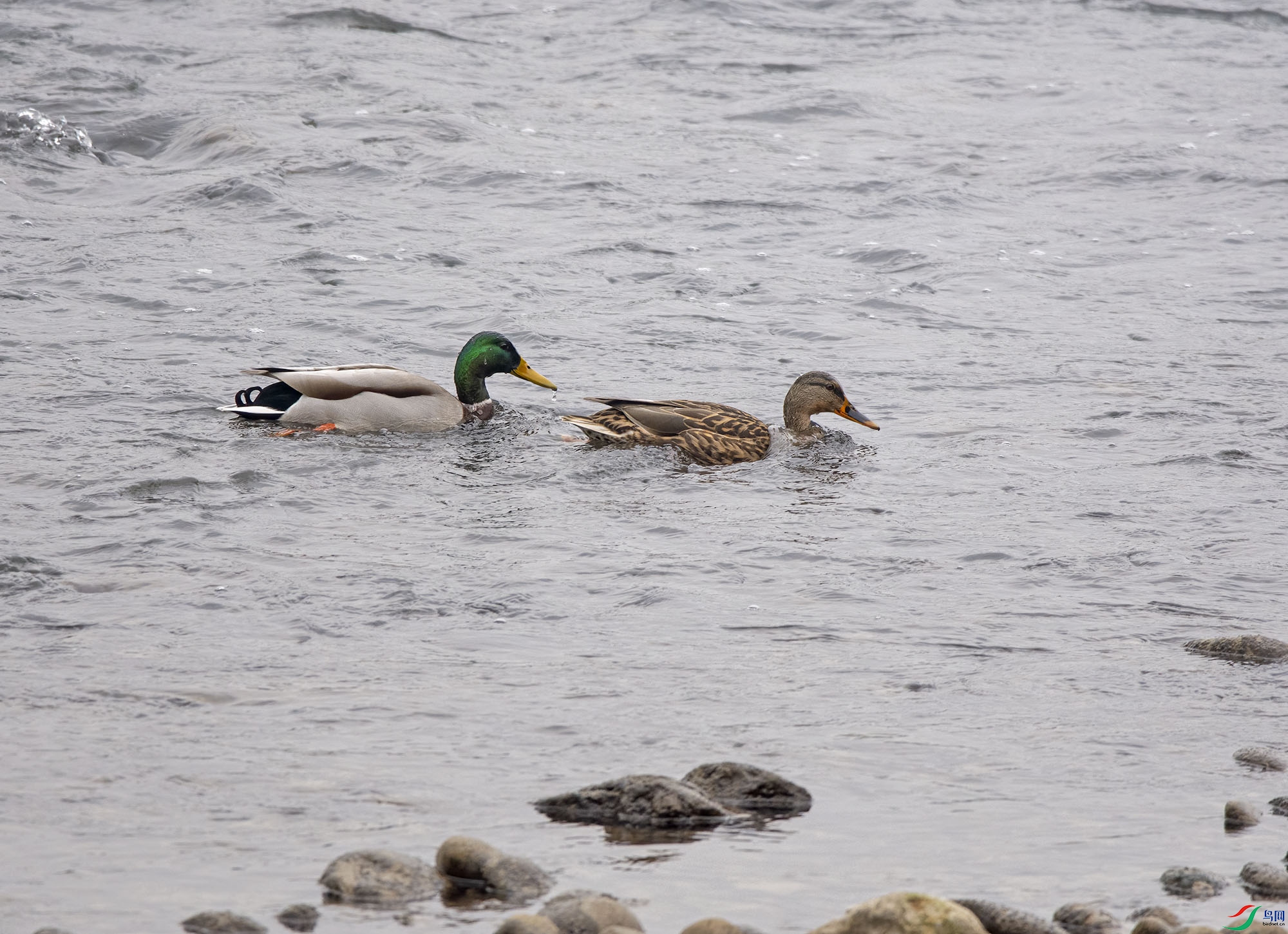 DSC_1398.jpg
