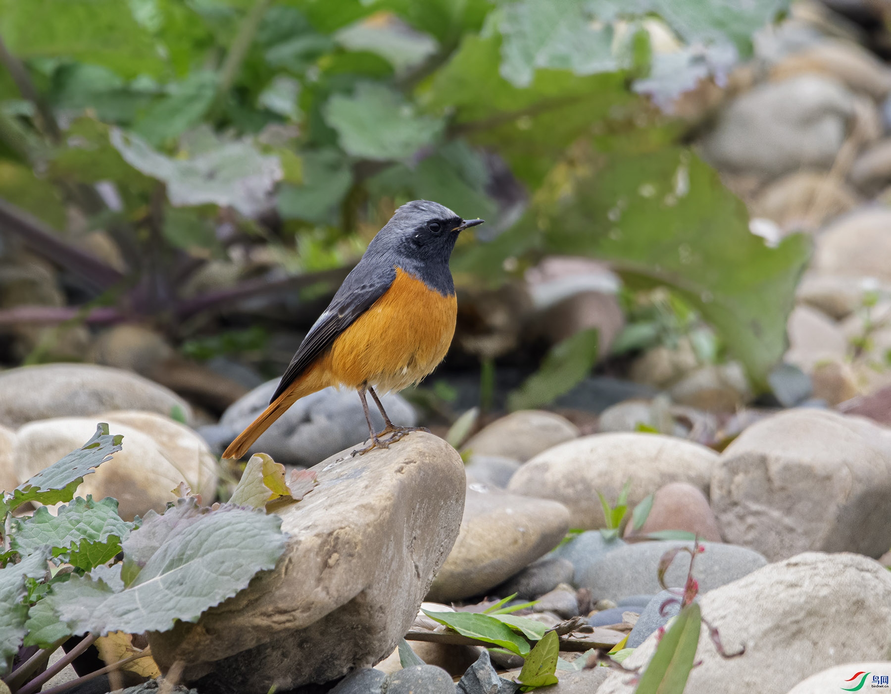 DSC_1287.jpg