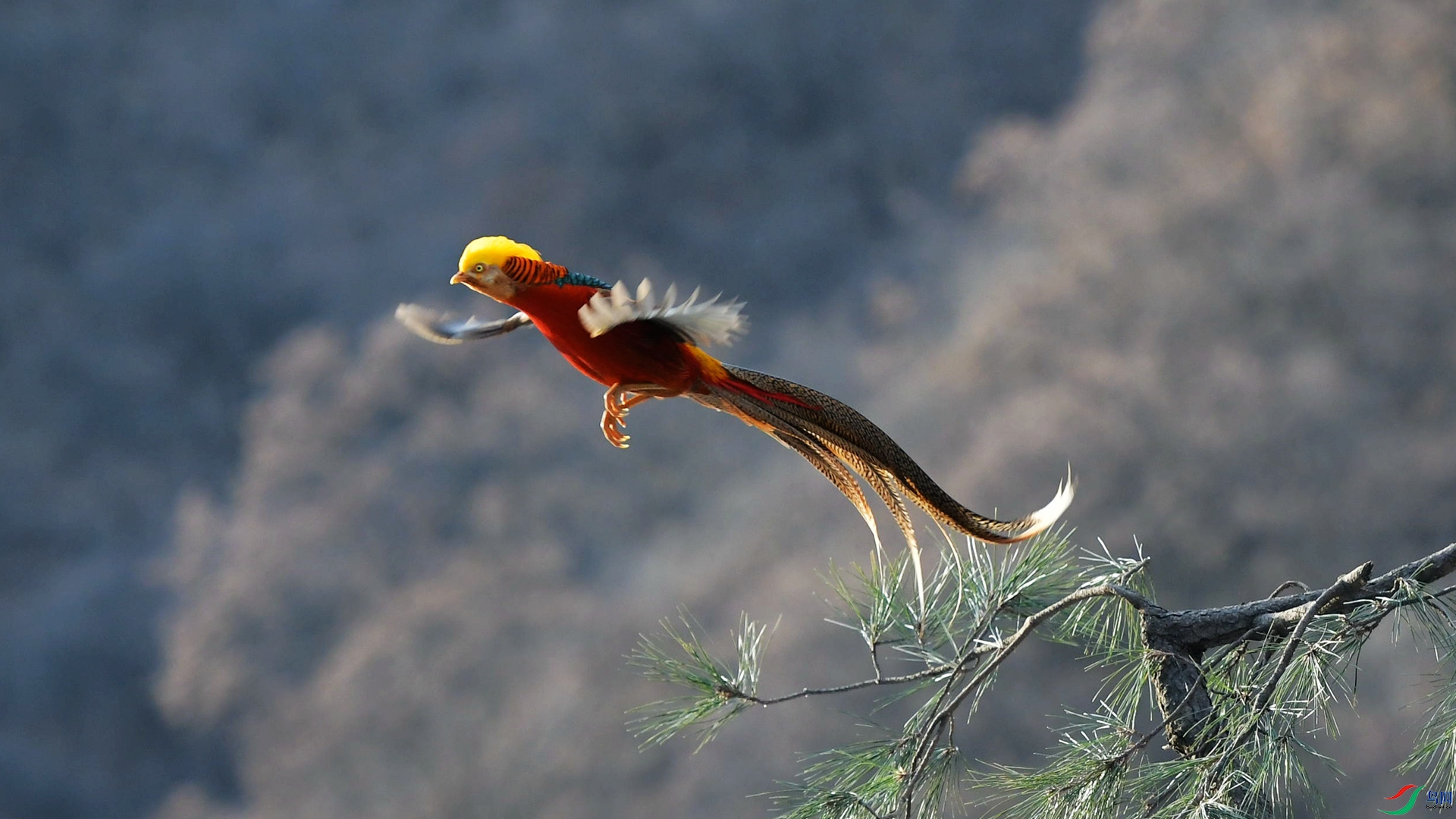 飘飞的红腹锦鸡