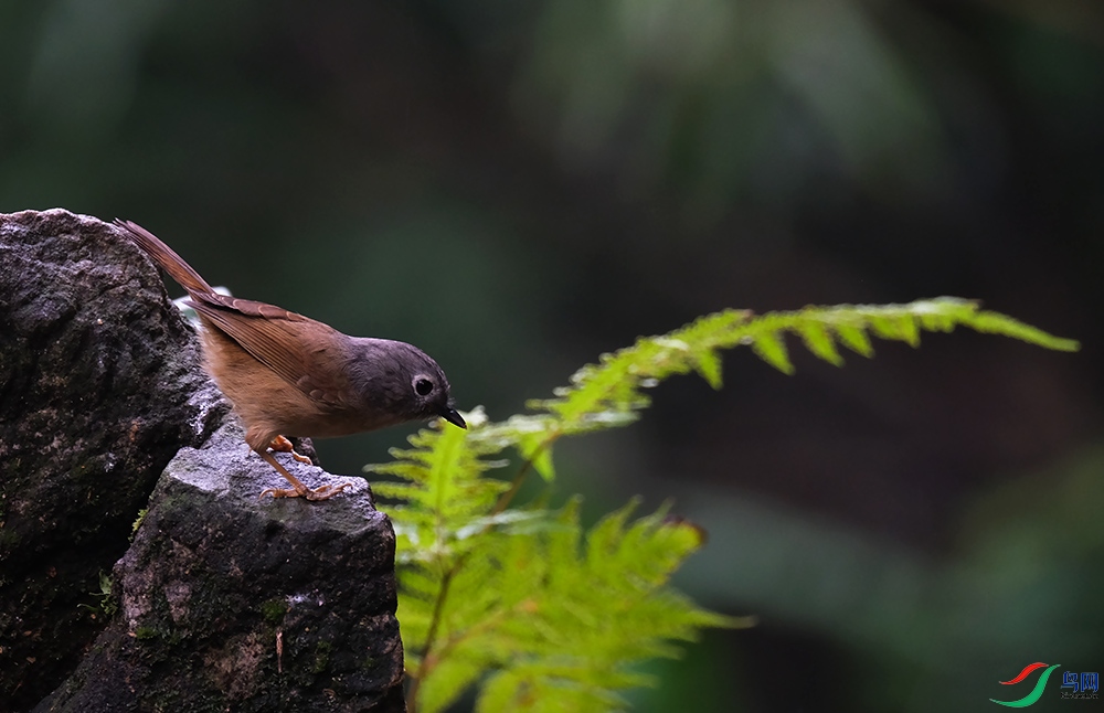 DSCF6739.1.jpg