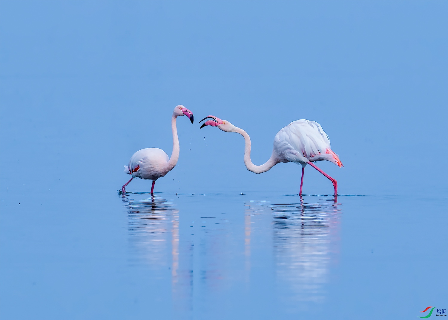 本帖最后由 虫朋鸟友 于 2021-1-12 13:05 编辑  点赞2 微信