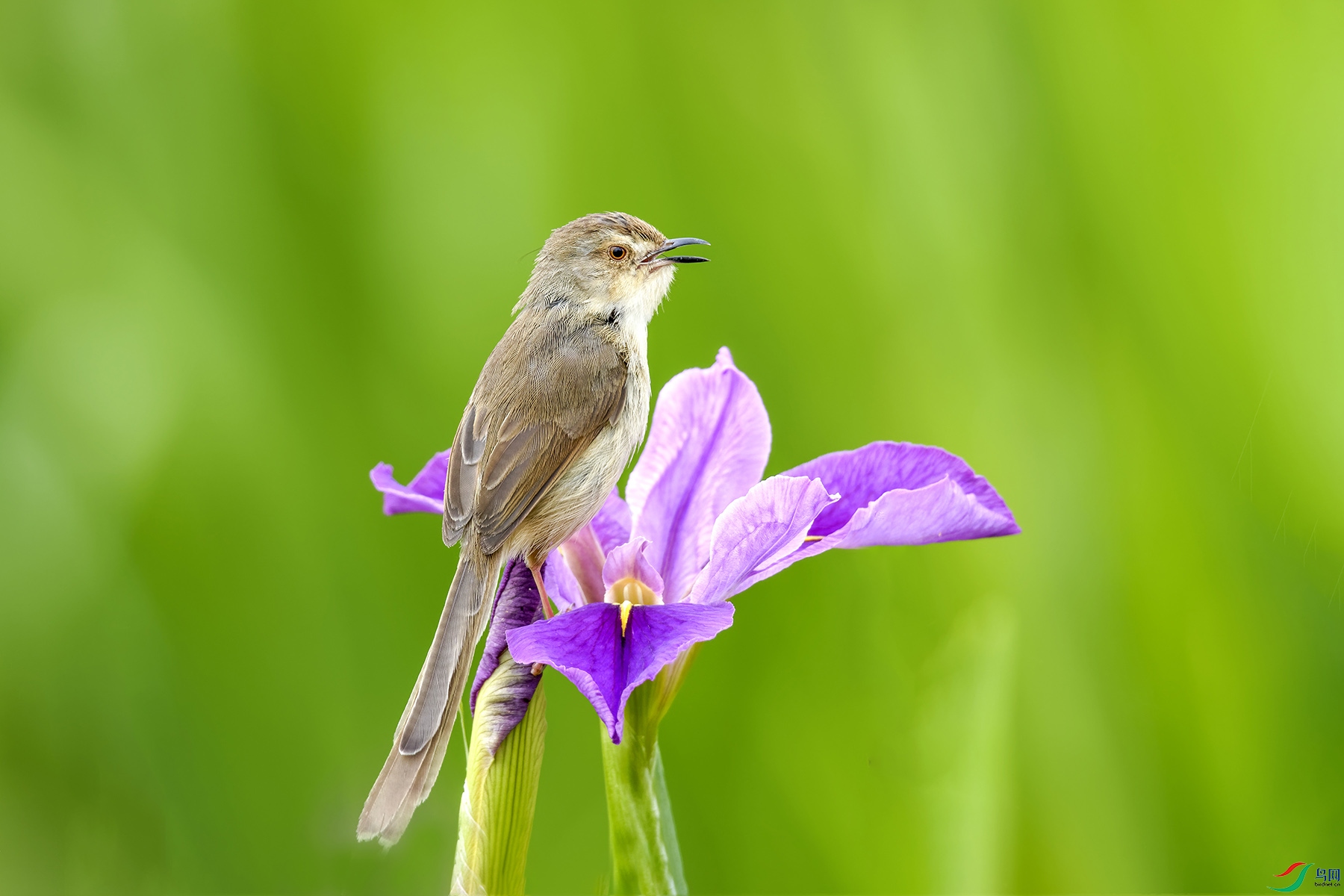 鸢尾花与鹪莺