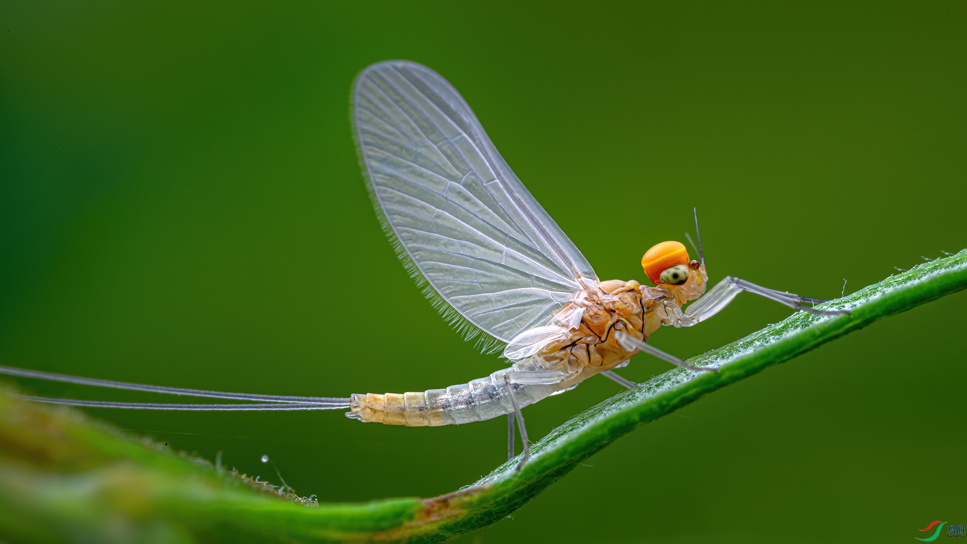 _G3A6935-11.jpg