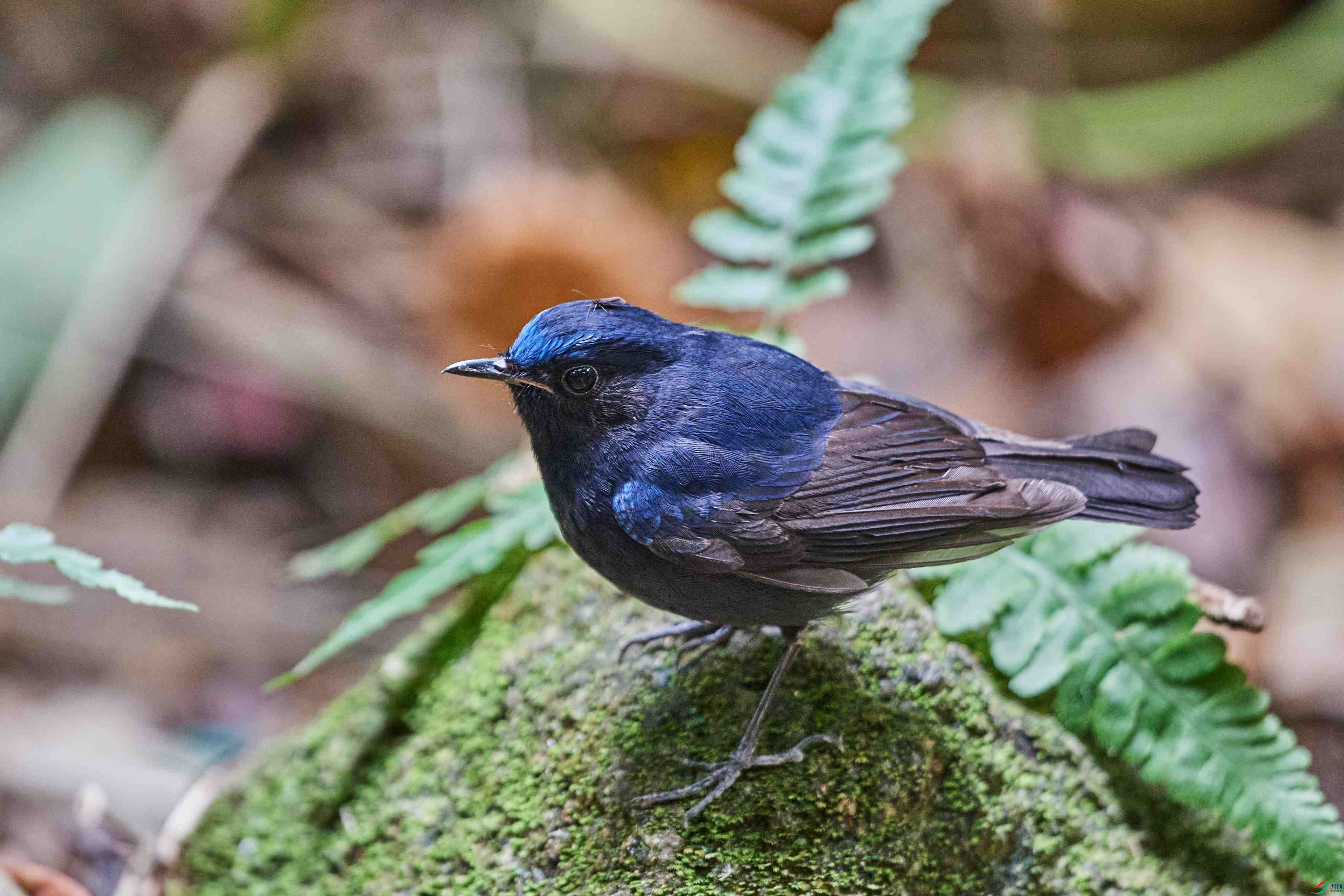 ��β�����