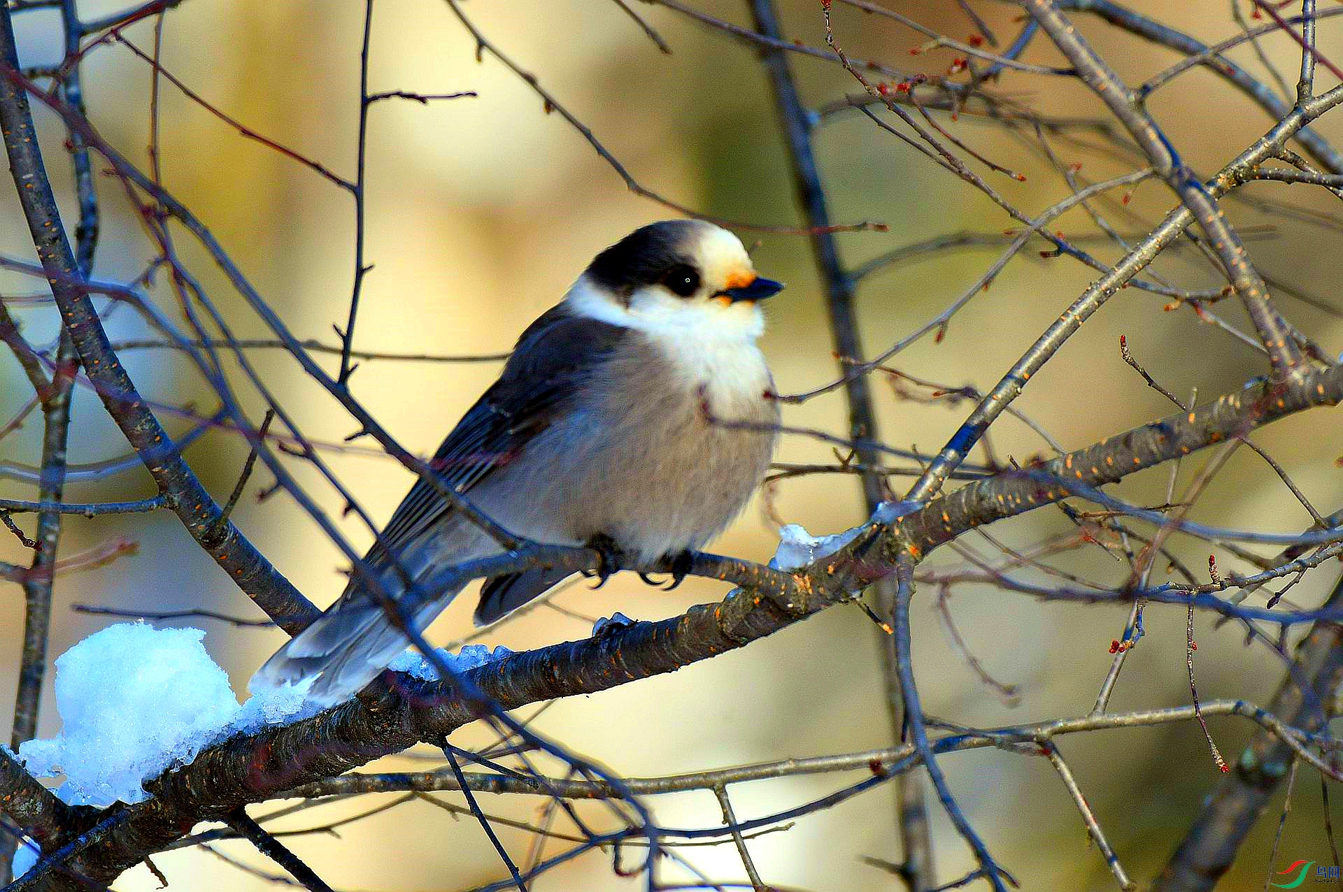 [林鸟] 【加拿大国鸟---灰噪鸦 】