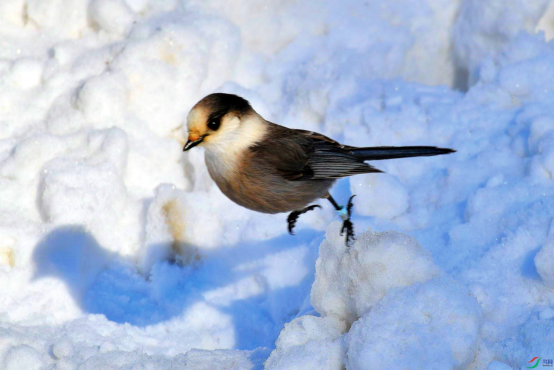 [林鸟] 【加拿大国鸟---灰噪鸦 】