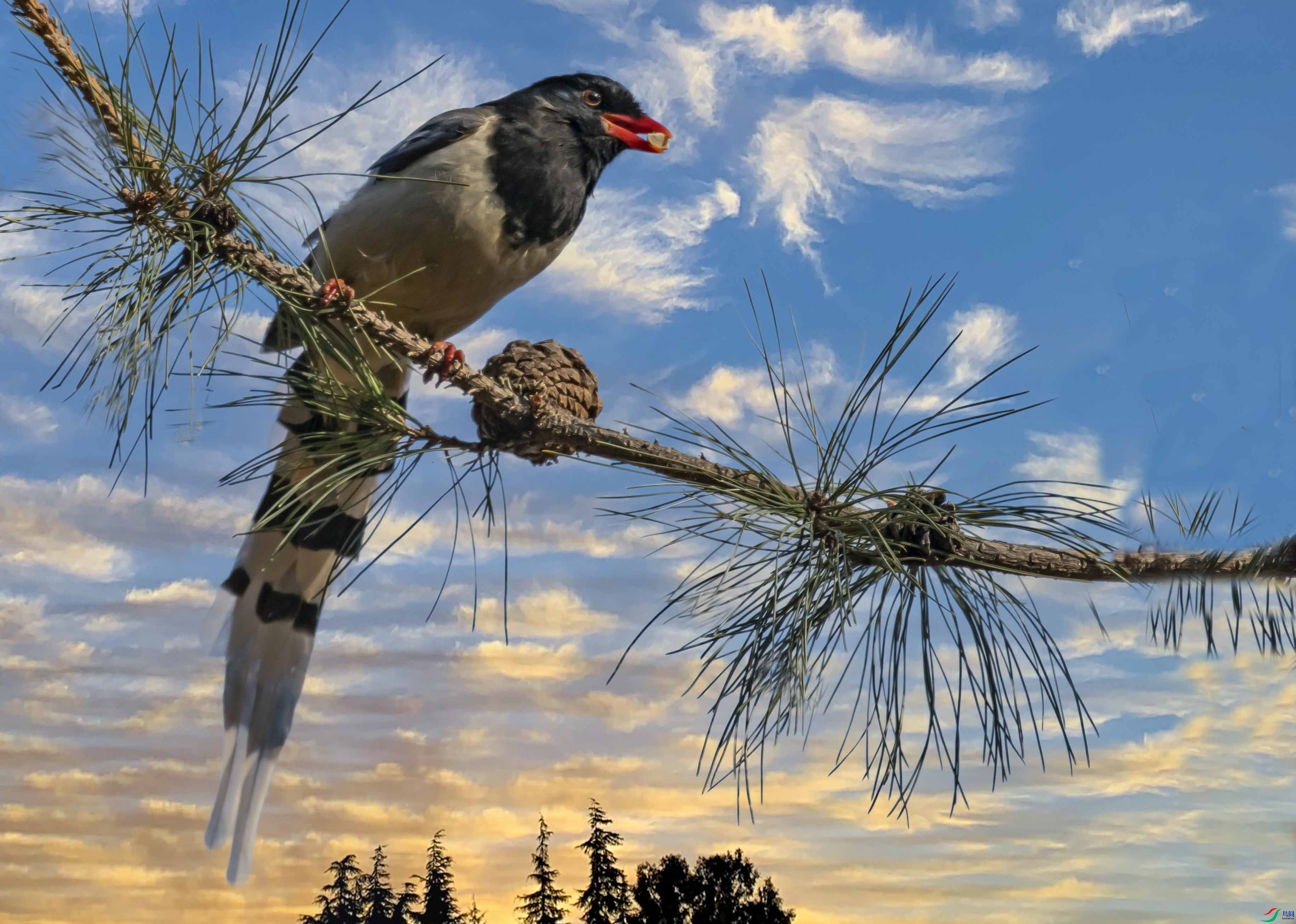 �Ӹ�����