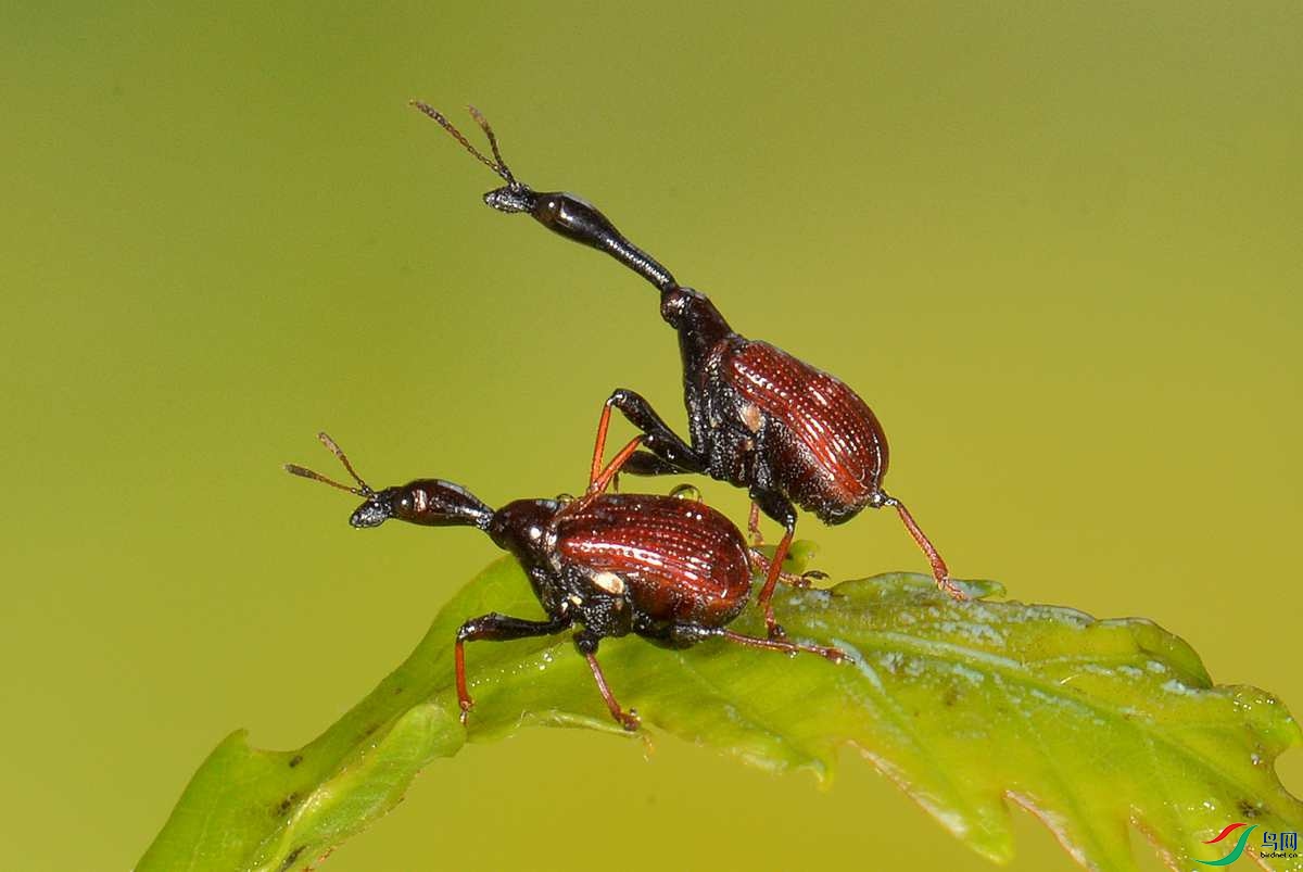 一对卷叶象甲【贺获首页精华】