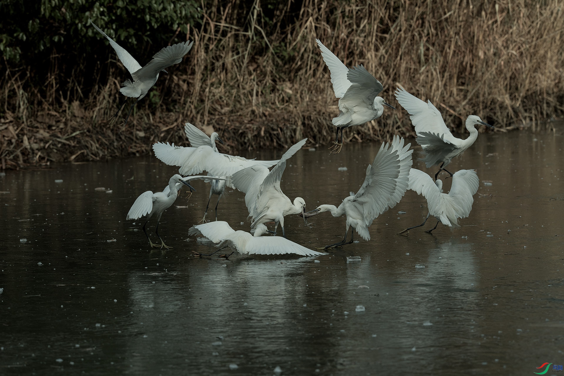 DSC_2457a.jpg