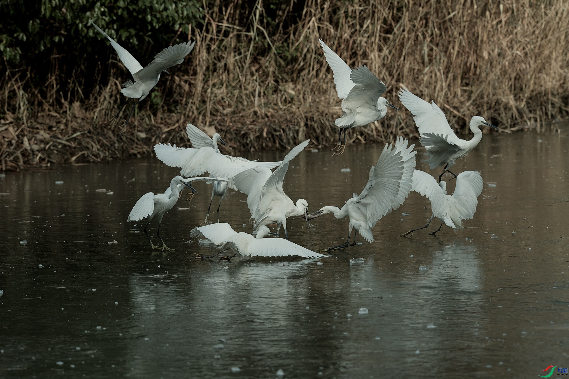 DSC_2619a.jpg