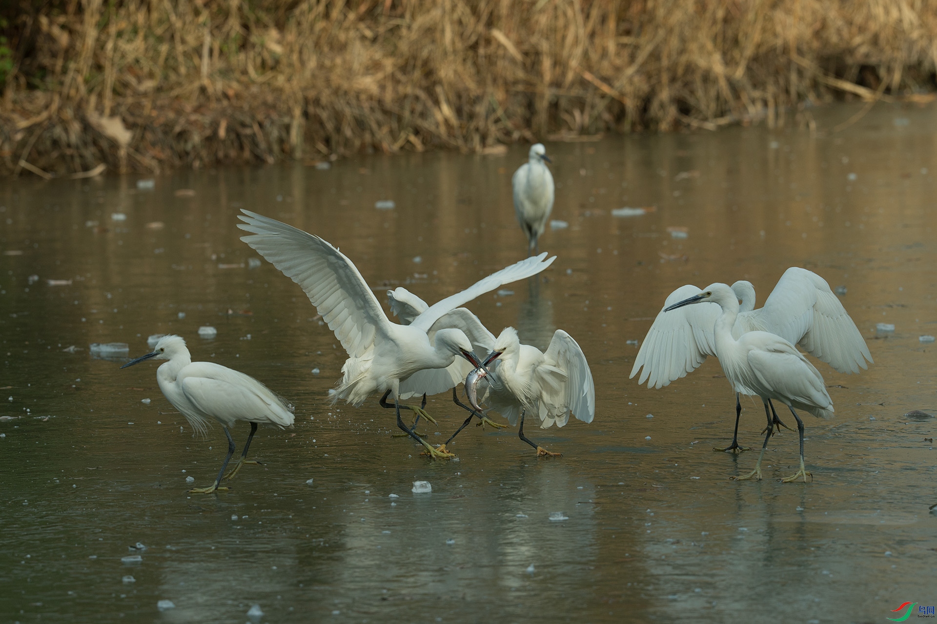 DSC_2646a.jpg